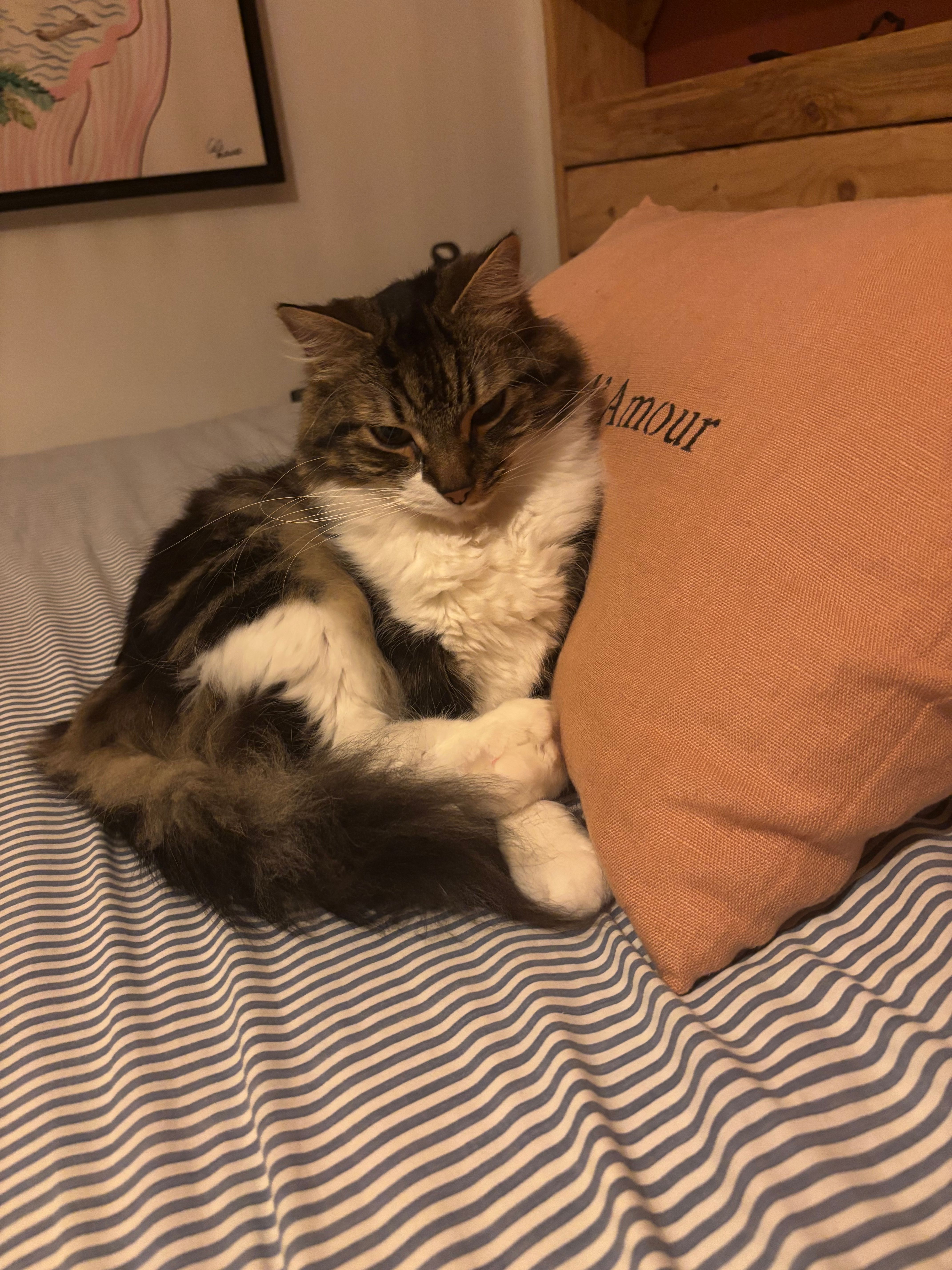 Milo - 8 Rue Contresta, Bidart