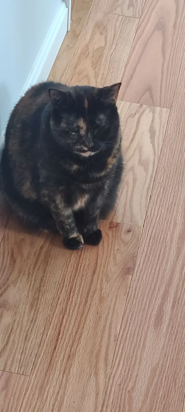 Luna - Valentine Road, Bloomfield