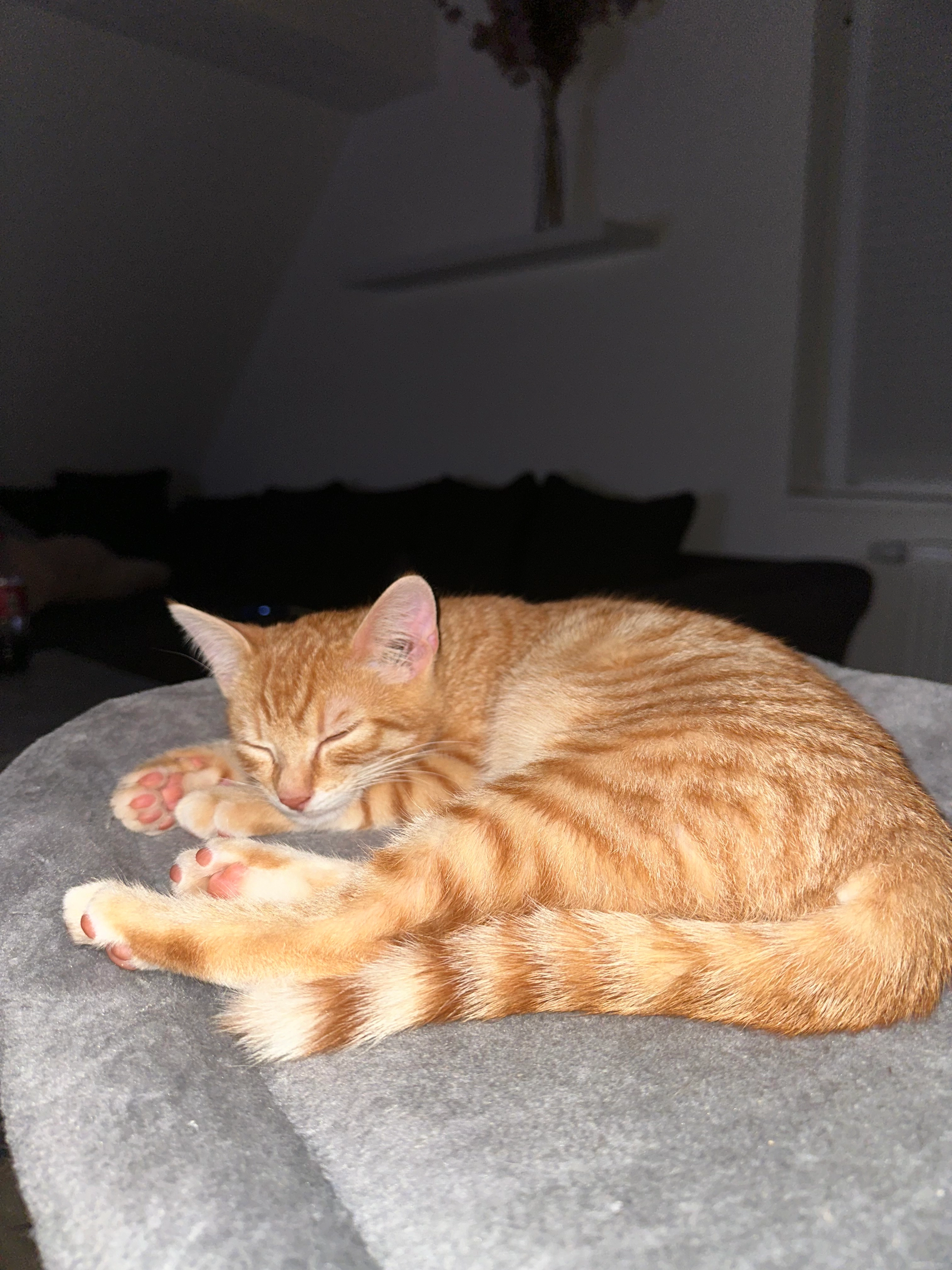 Siggi - Hauptstraße, Sachsen bei Ansbach