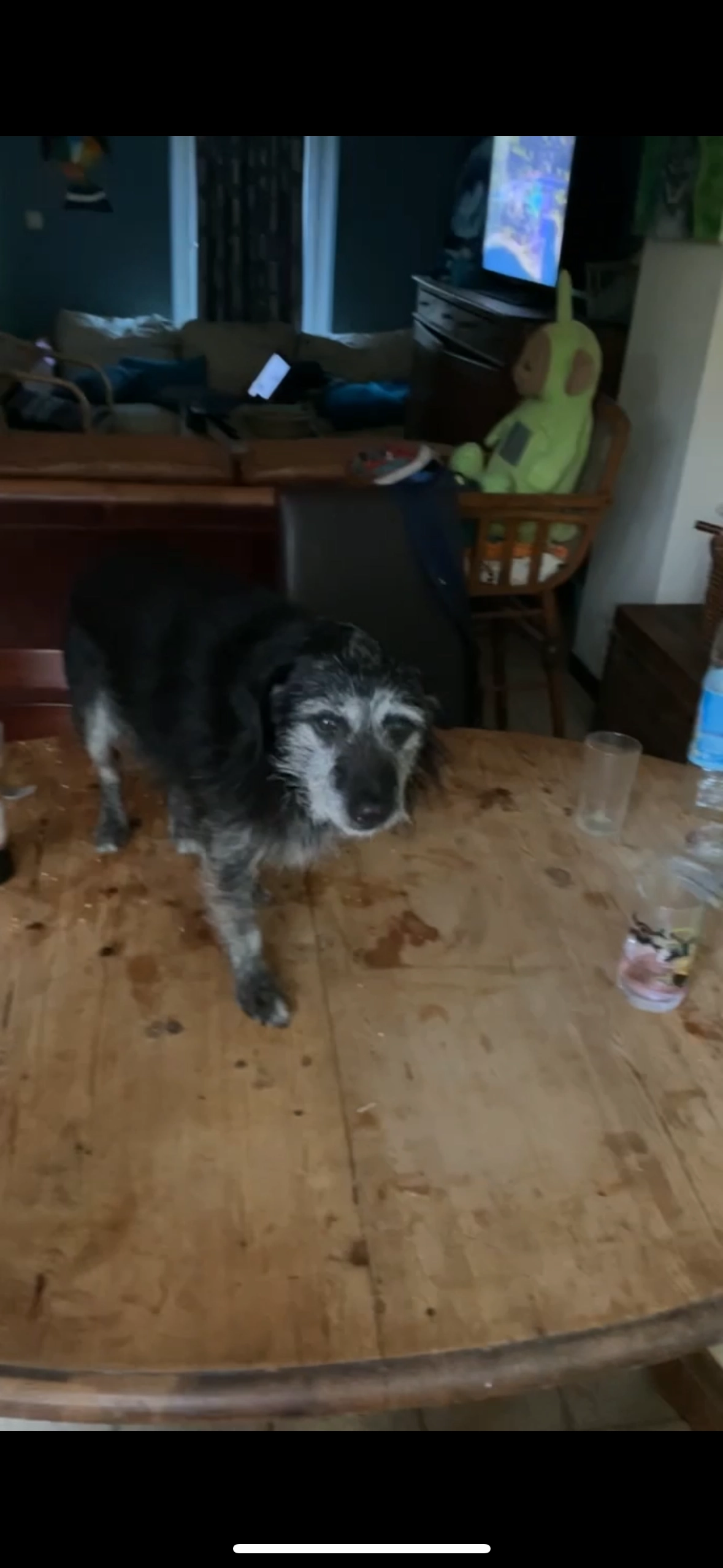 Pacha - Square des Primevères, Rixensart