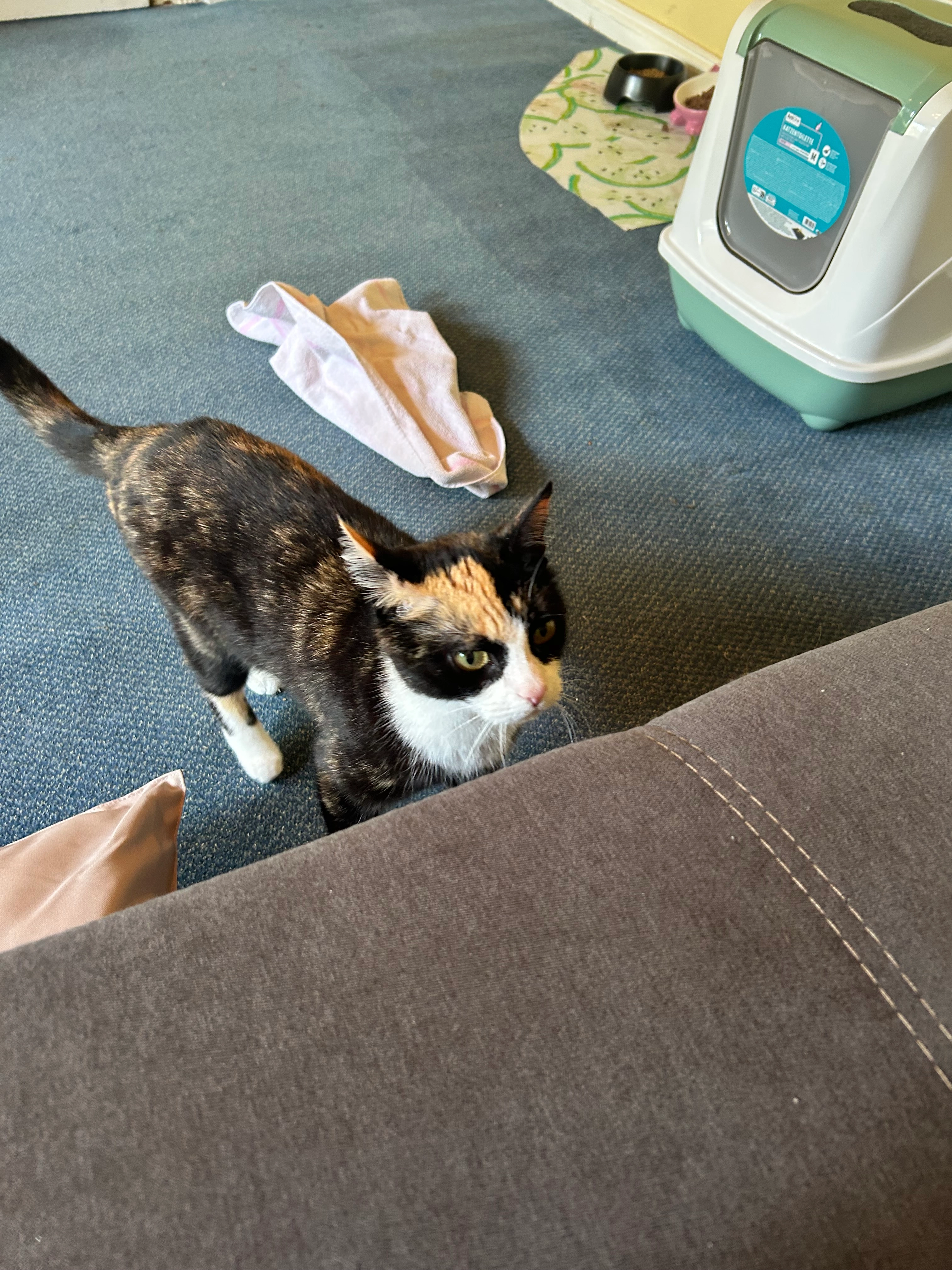 Millie - Ilser Landstraße, Petershagen