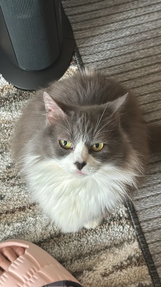 Molly - Barstow Ave, Clovis