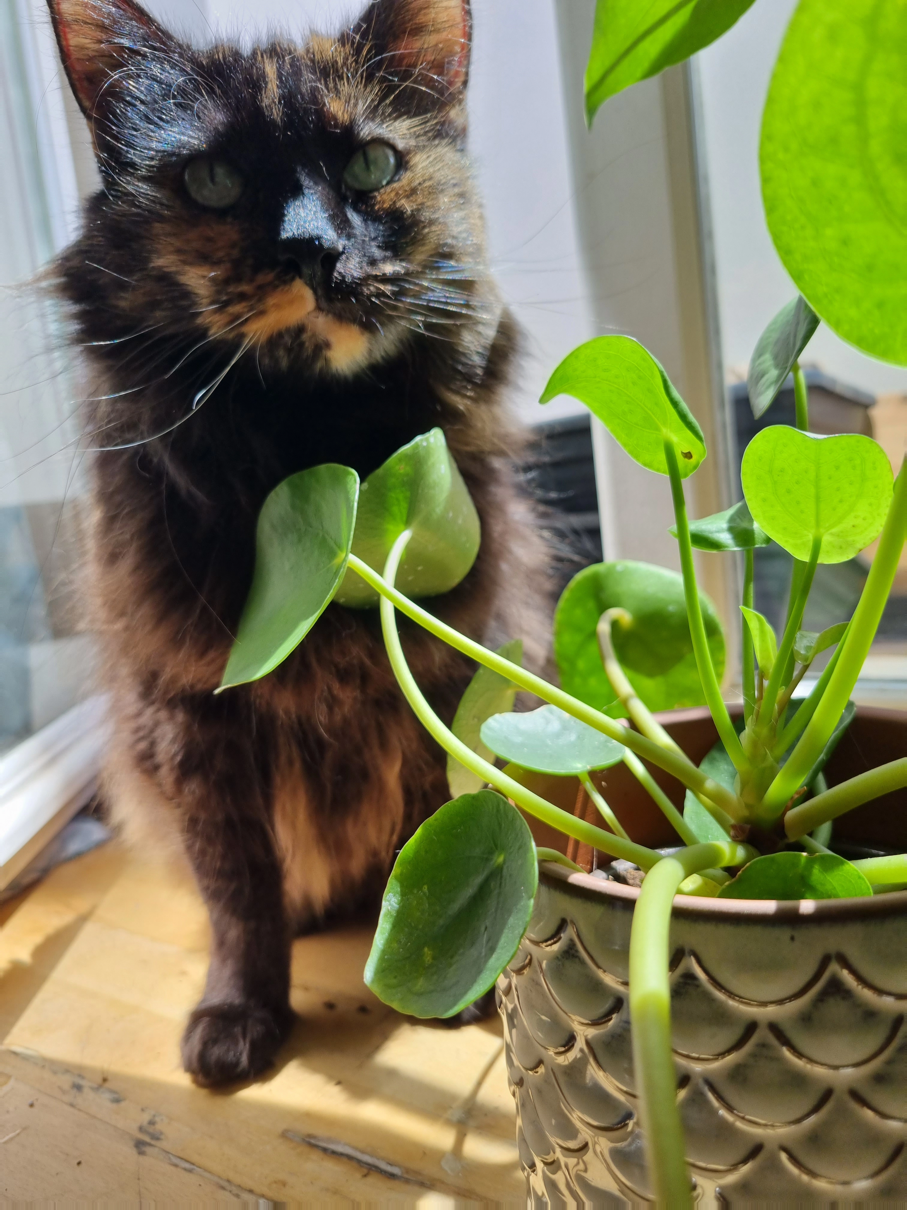 Kali - Rue Saint-Jean, Biarritz