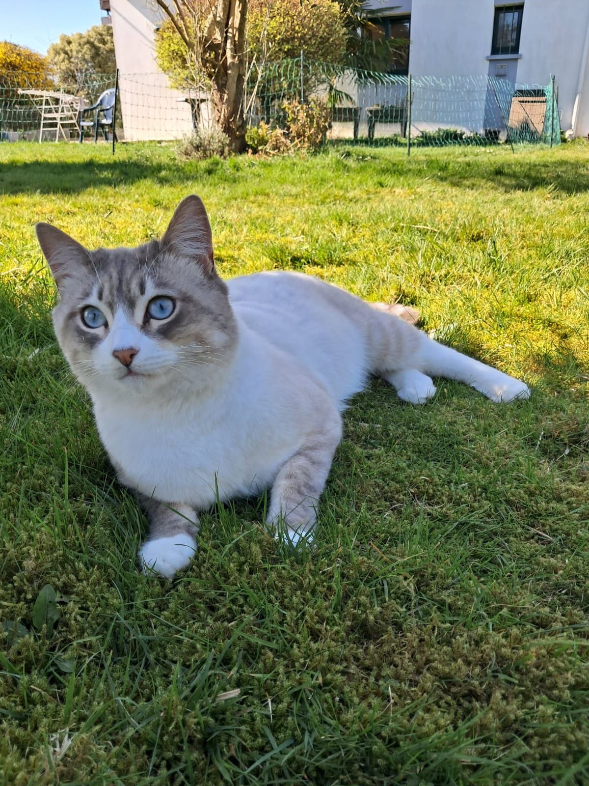 Horus - Rue de Trélivalaire, Quimperlé