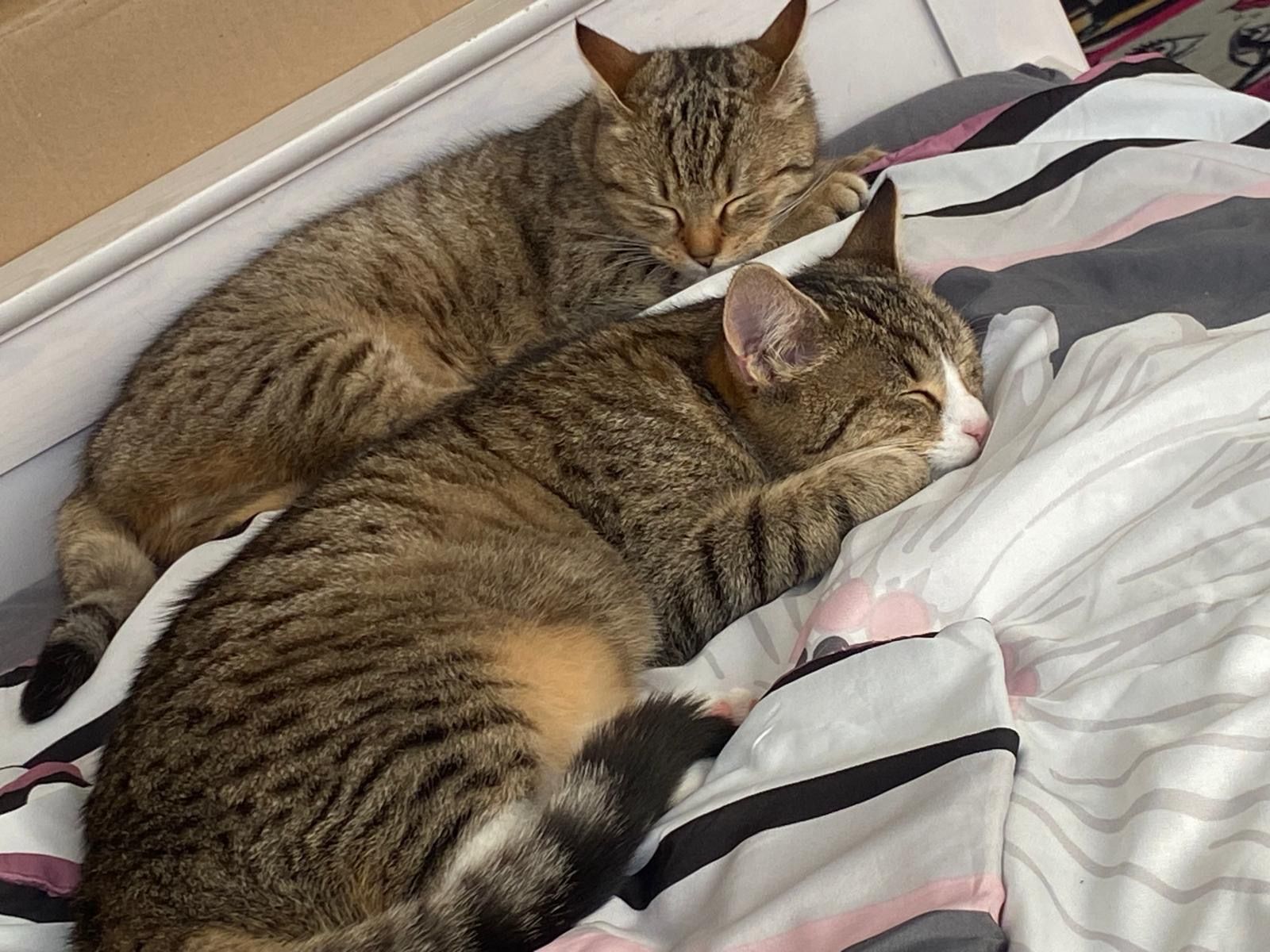 Mimi - Straße des Friedens 21, Großschirma