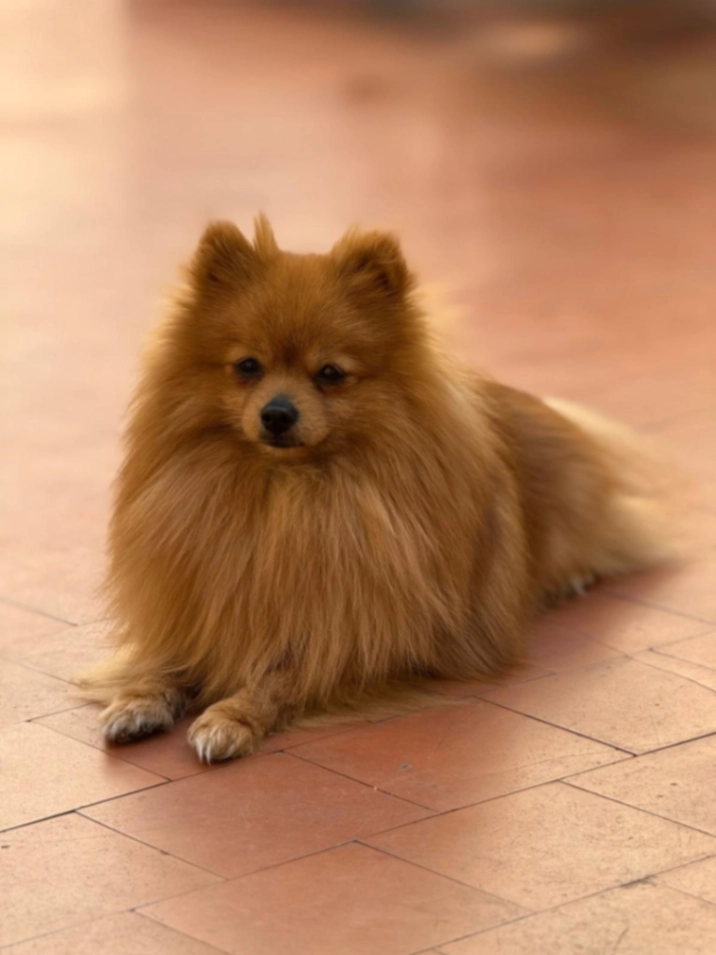 Rocky - E10 6, London