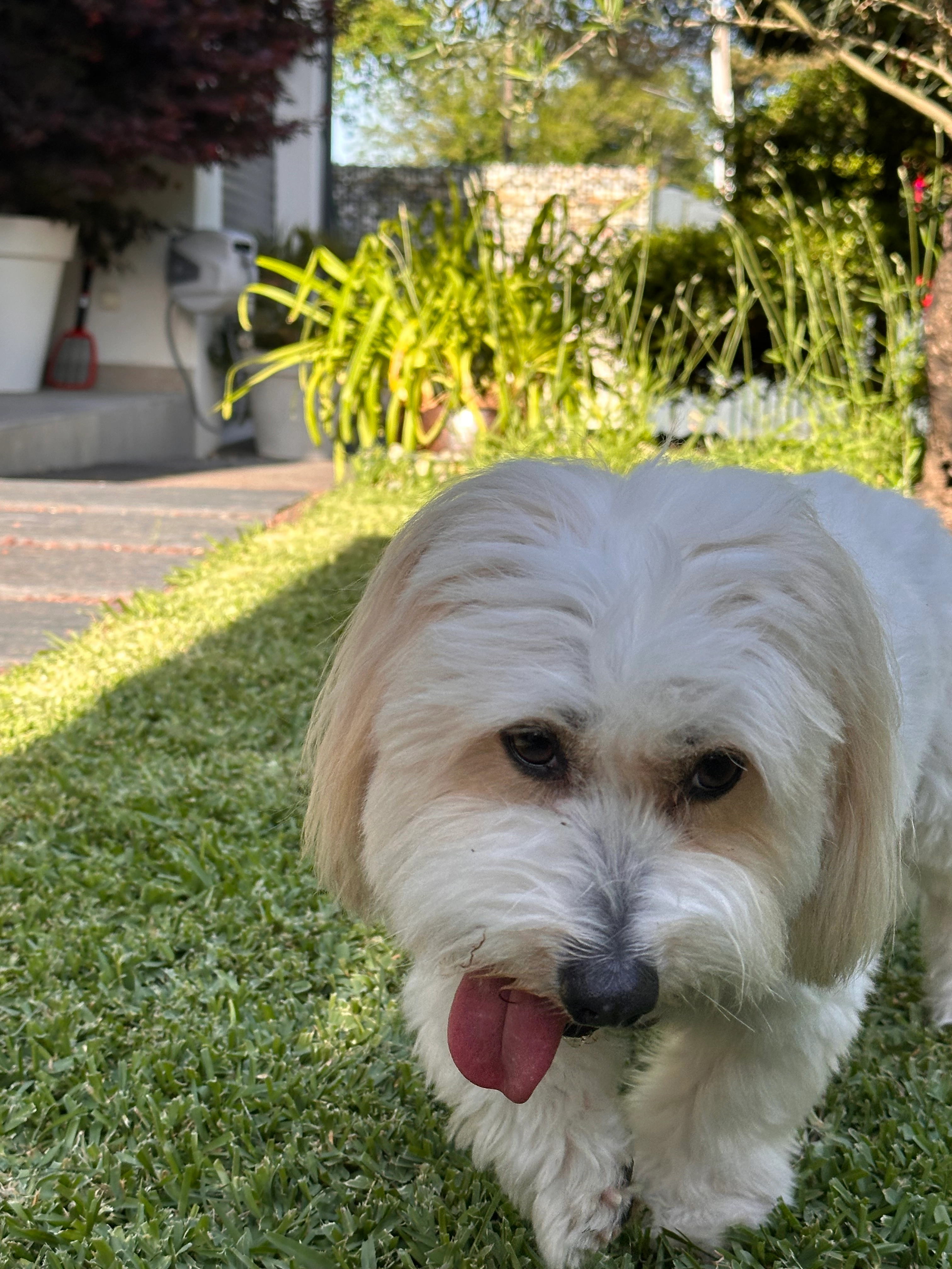 Micky - 18 Allée des Merles, Ondres