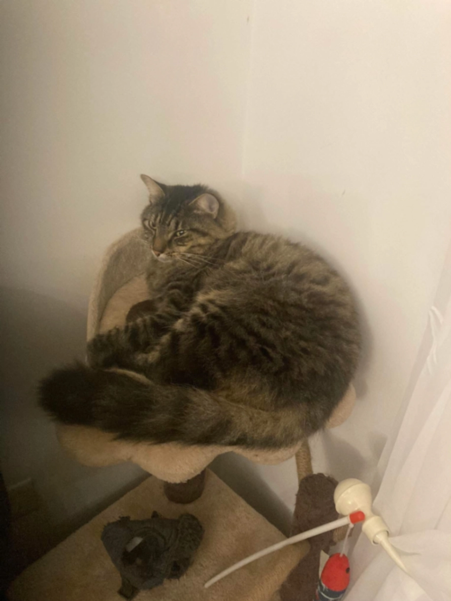 Smokey - OX4 2, Oxford