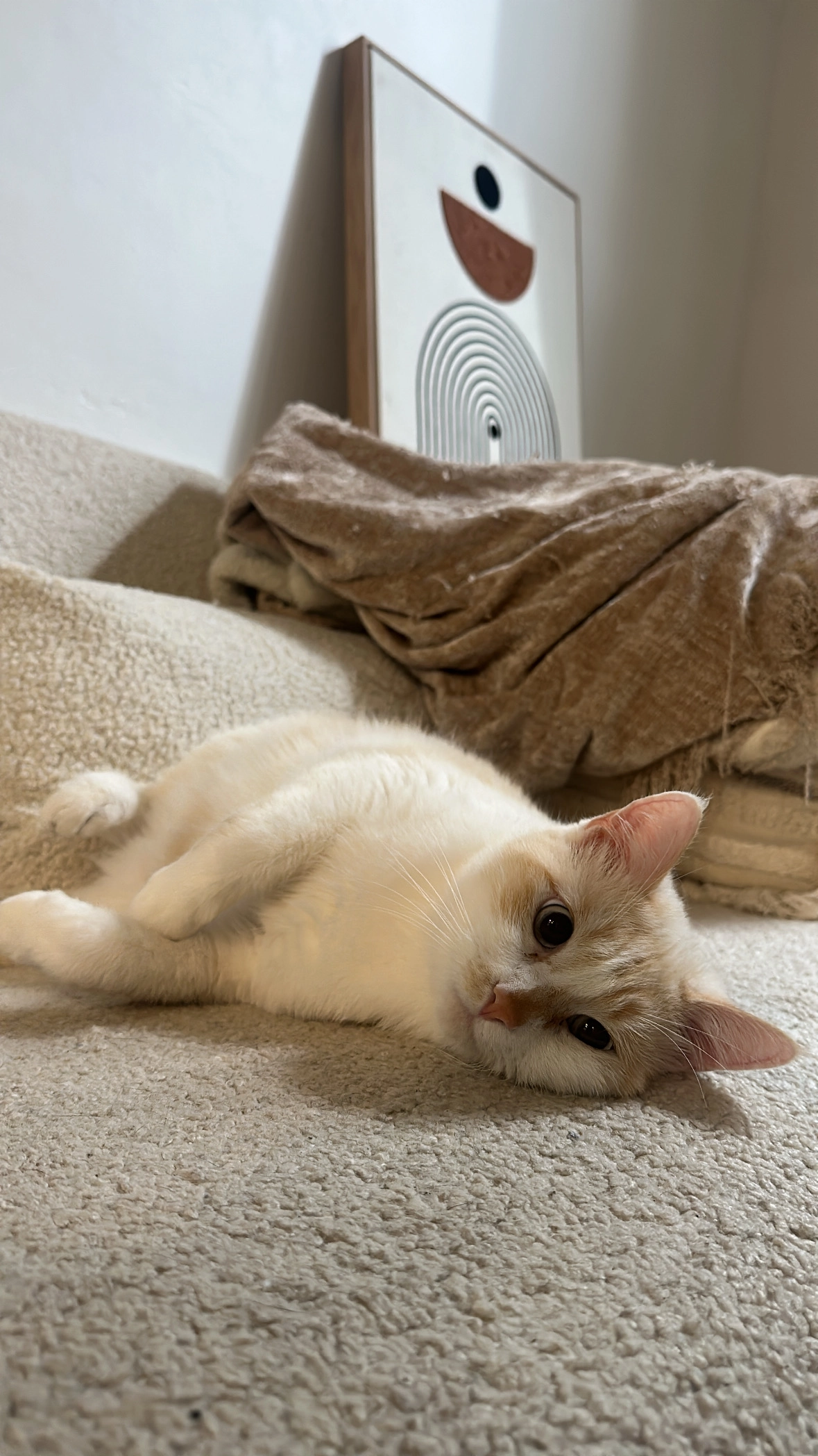 Milo - 7 Avenue Sambre et Meuse, Auch