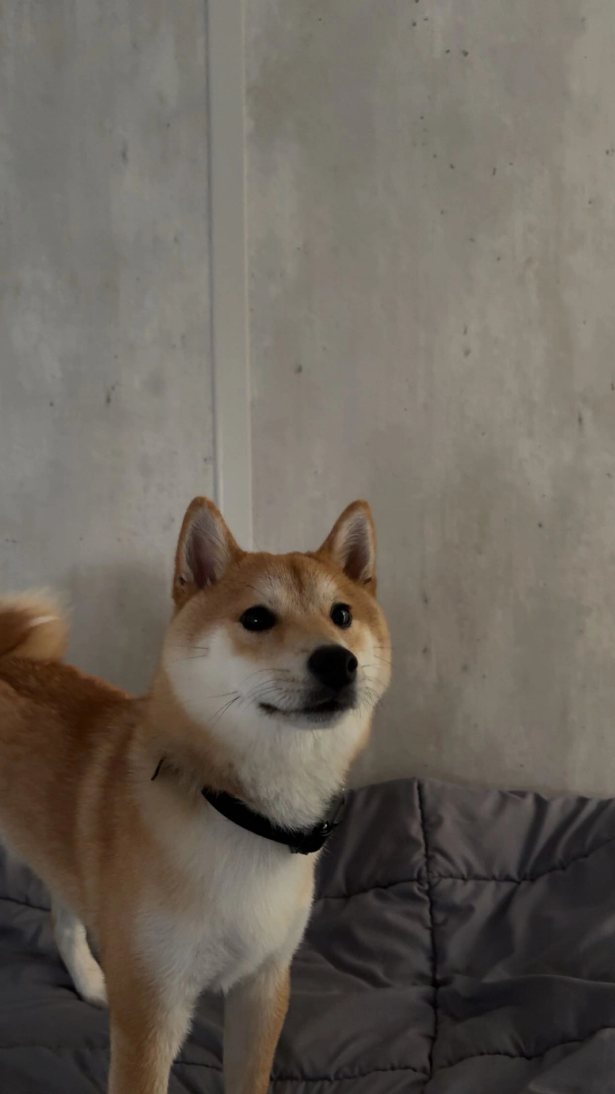 Vegas - Rue Jean-Baptiste Lamarck, Montbéliard