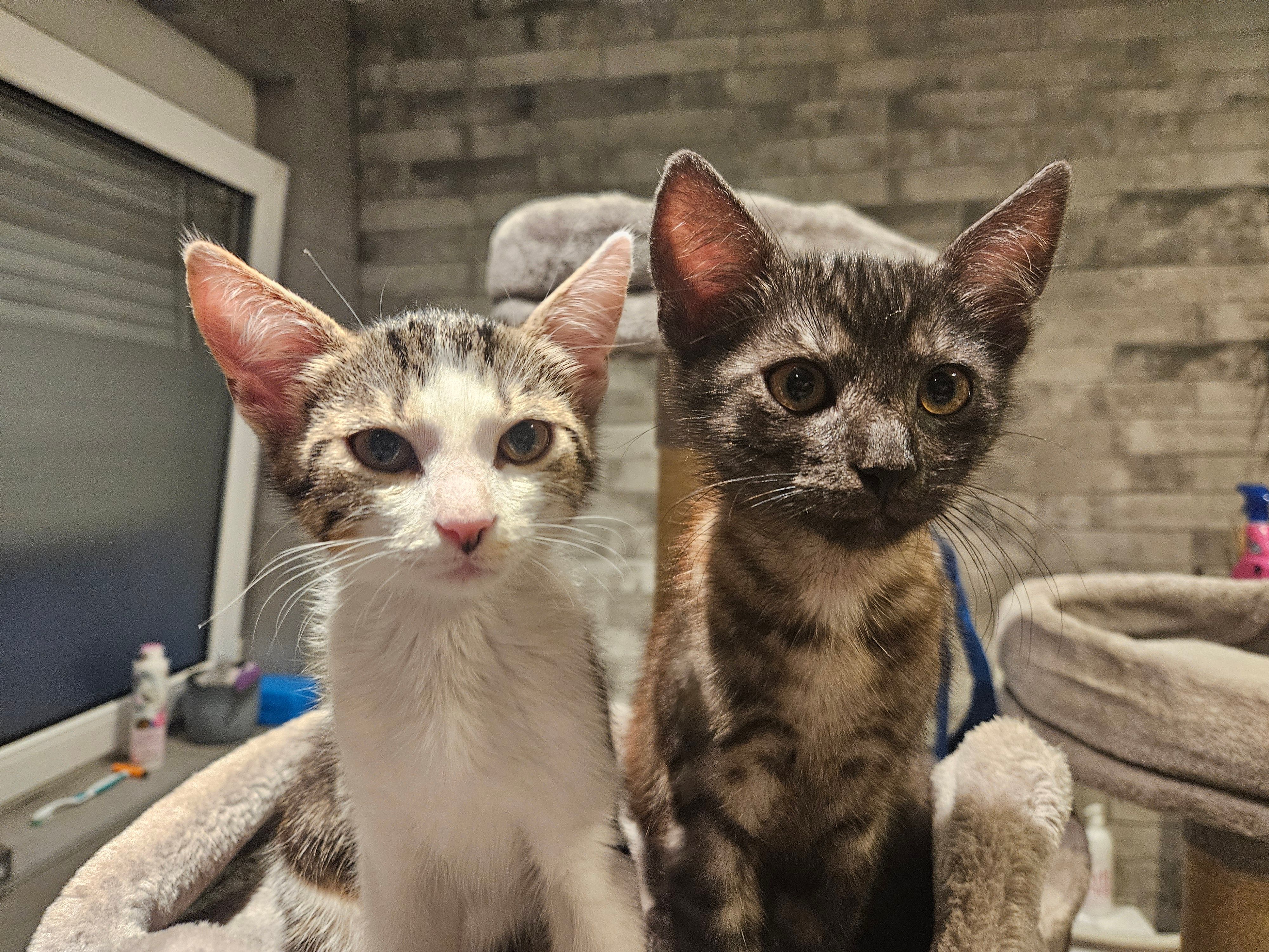 JJ und Magic - Hauptstraße, Delitzsch