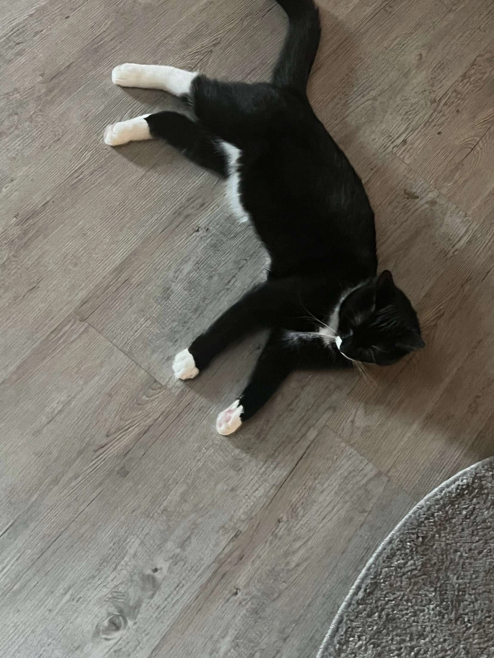 Blacky - Ritterstraße, Frankenberg