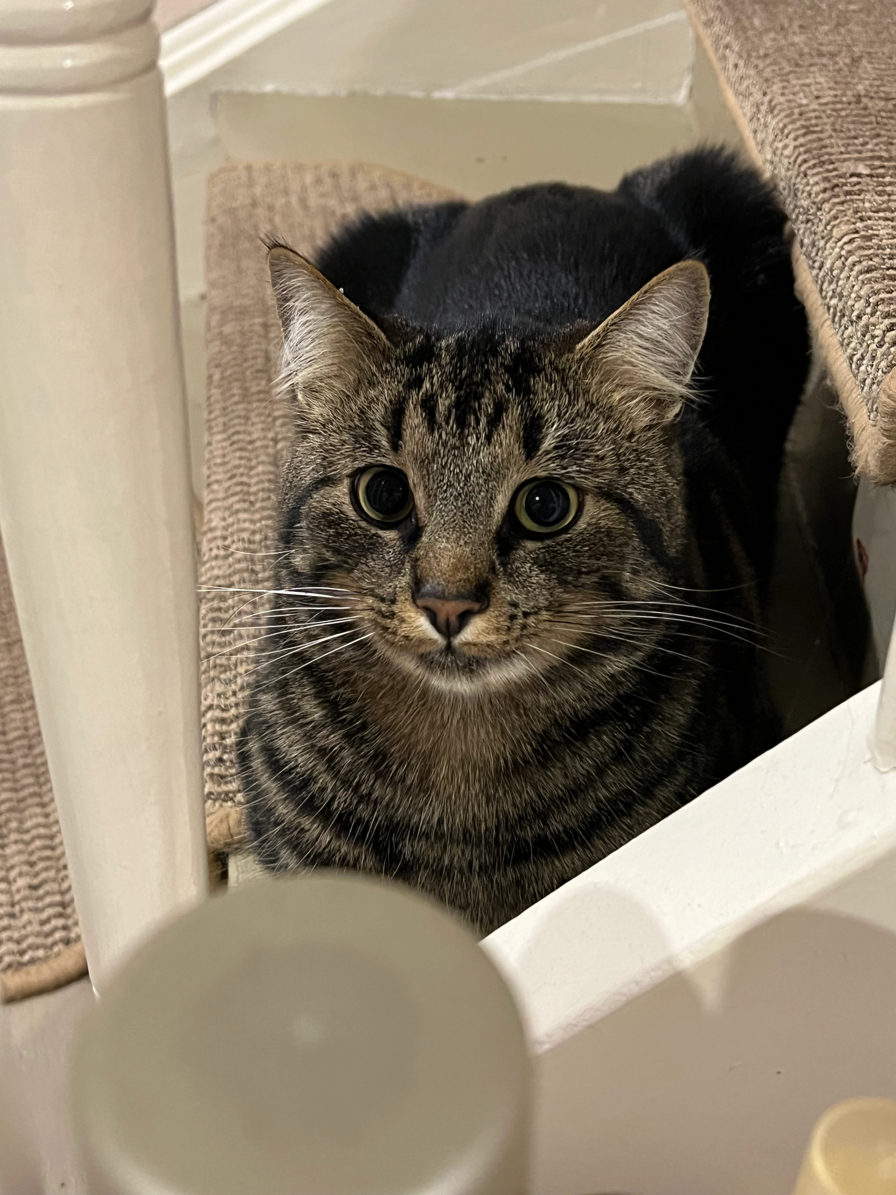 Mursik - Hainstraße, Dillenburg