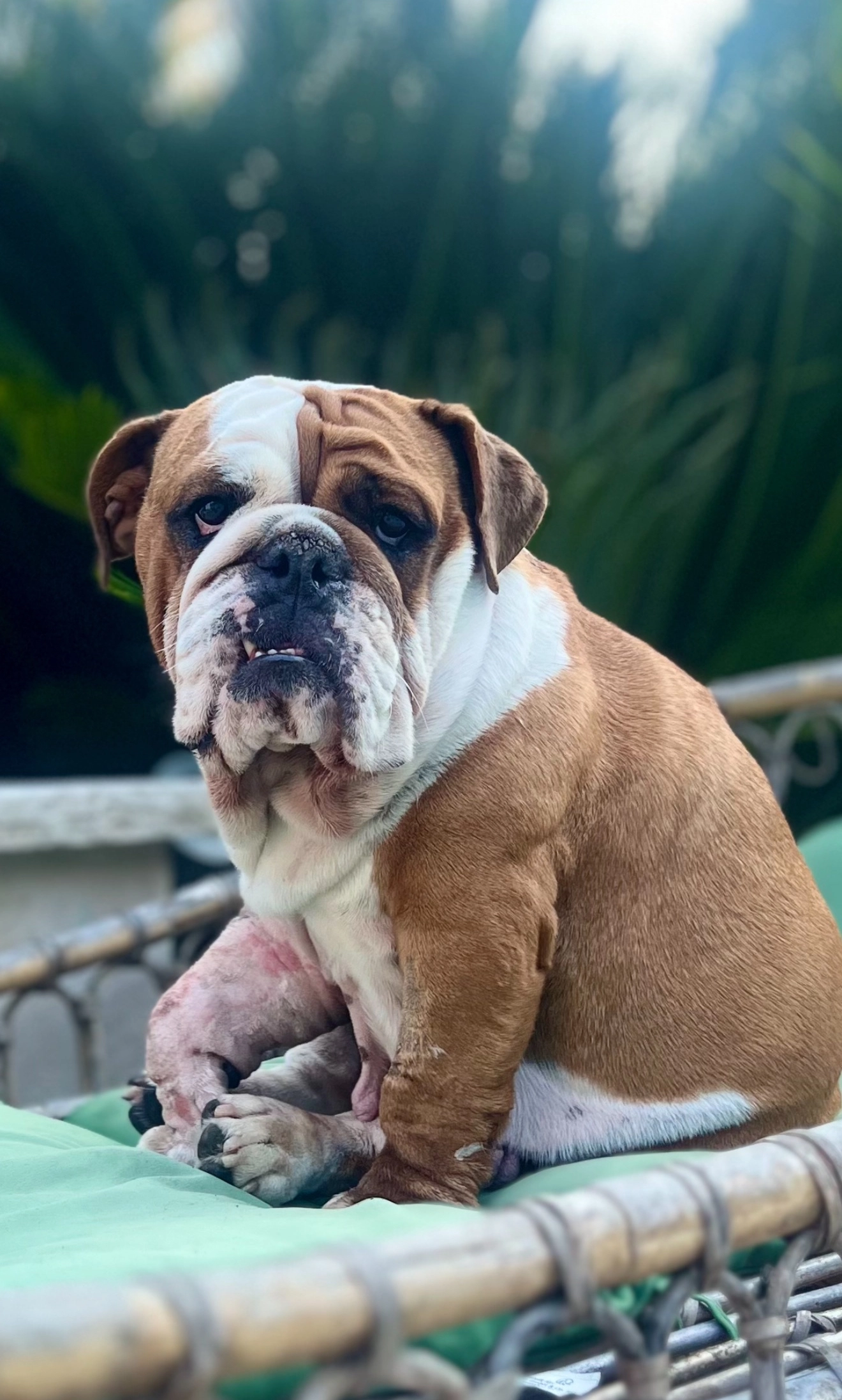 ROSIE - 389 Route de la Colle, Saint-Paul-de-Vence