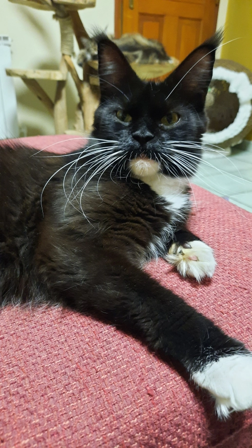 Torsade - 10 Impasse Victor Hugo, Courcelles-lès-Lens