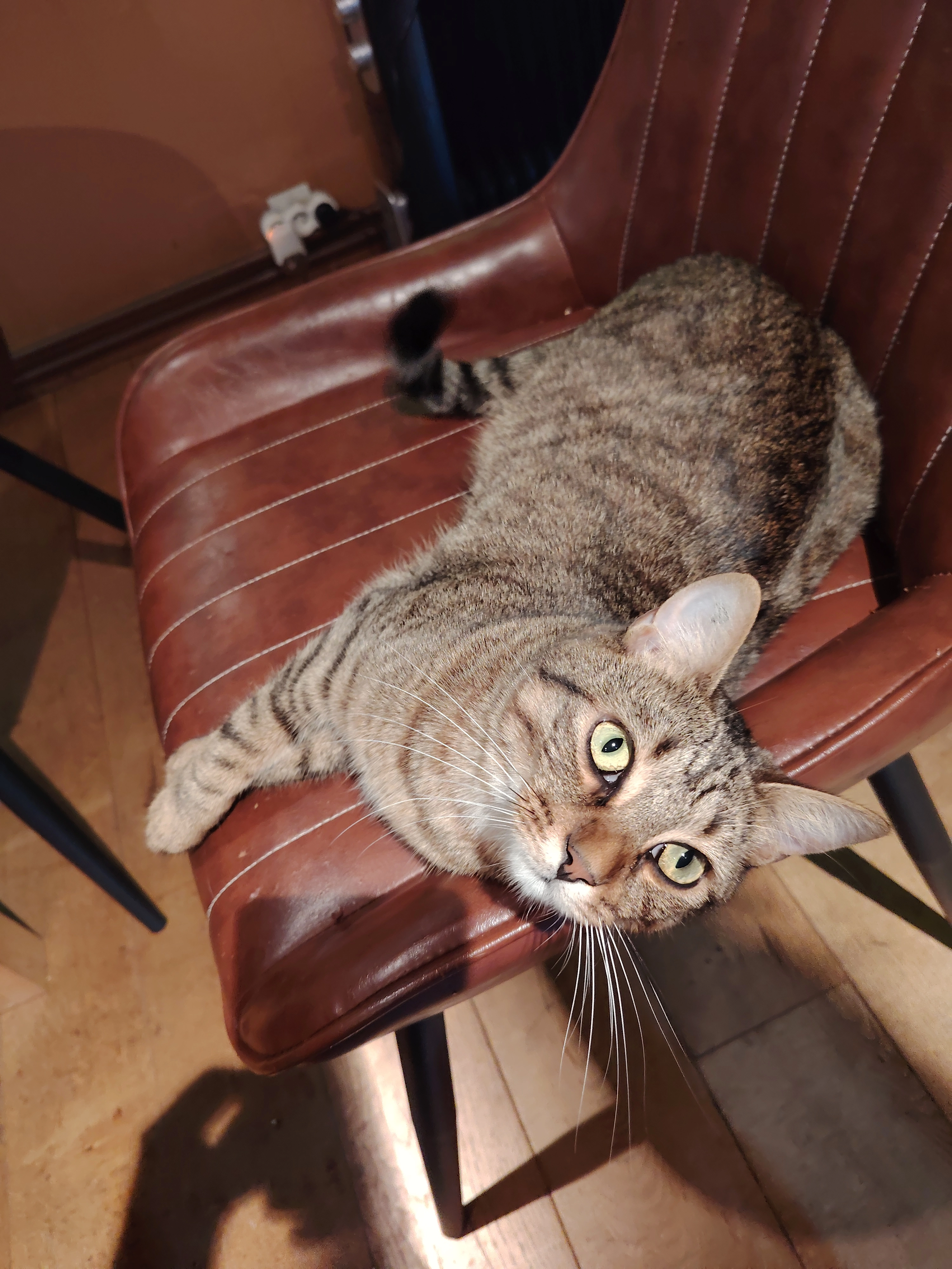 Zephyr - 16 Rue des Peupliers, Beauzelle