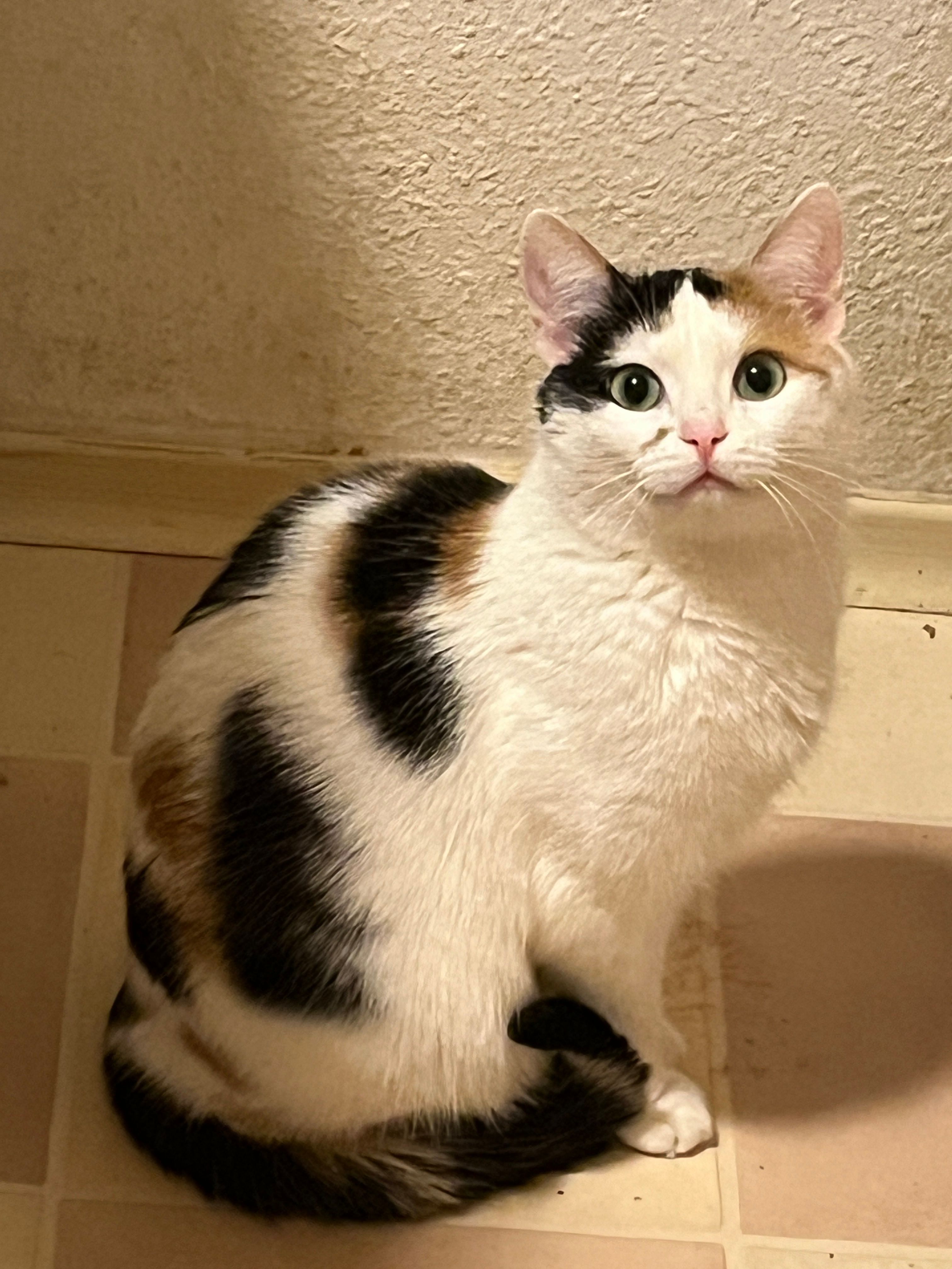 Coco - Bleichstraße, Lohne