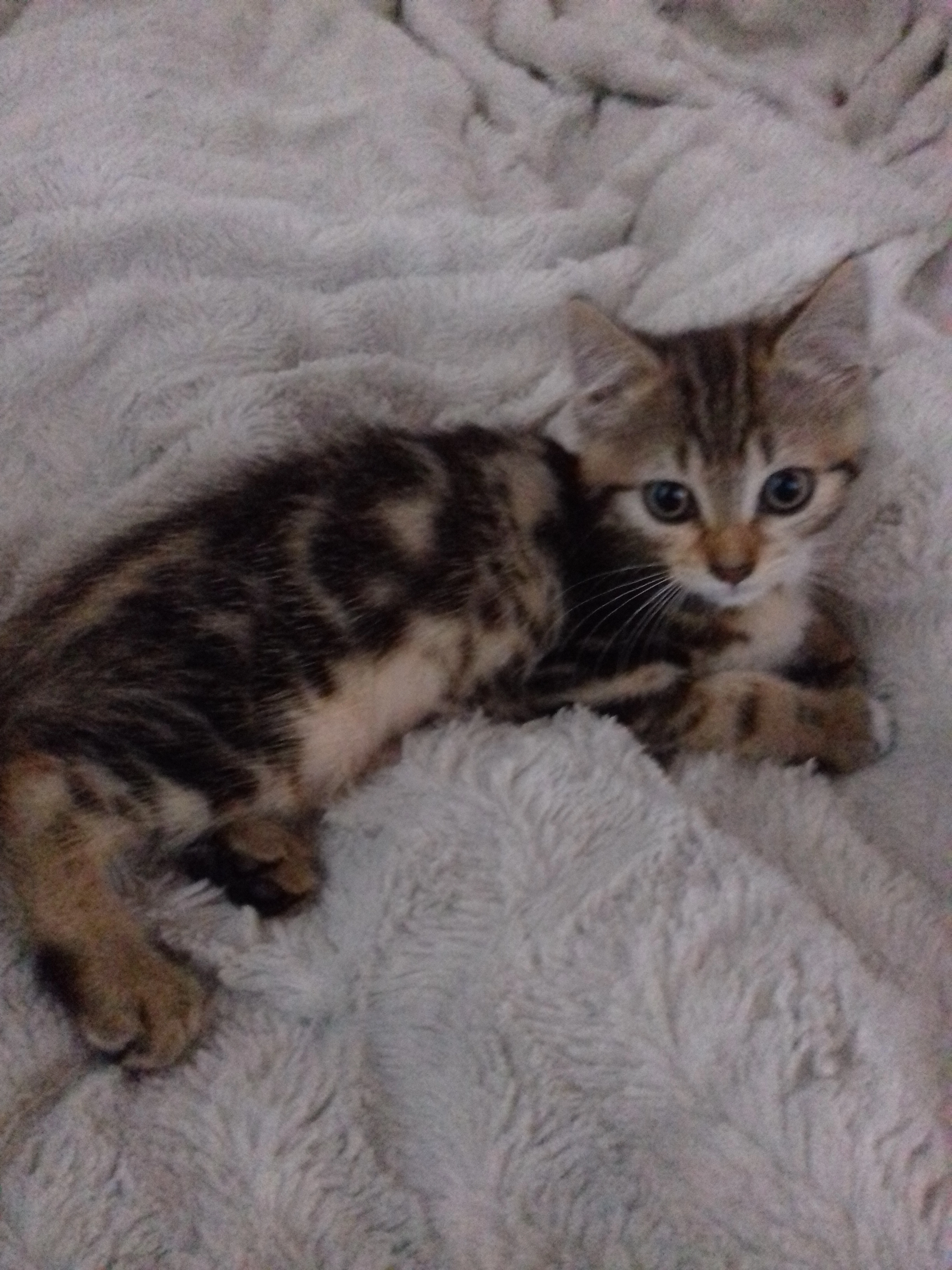 Patate - Avenue de Denain, Valenciennes