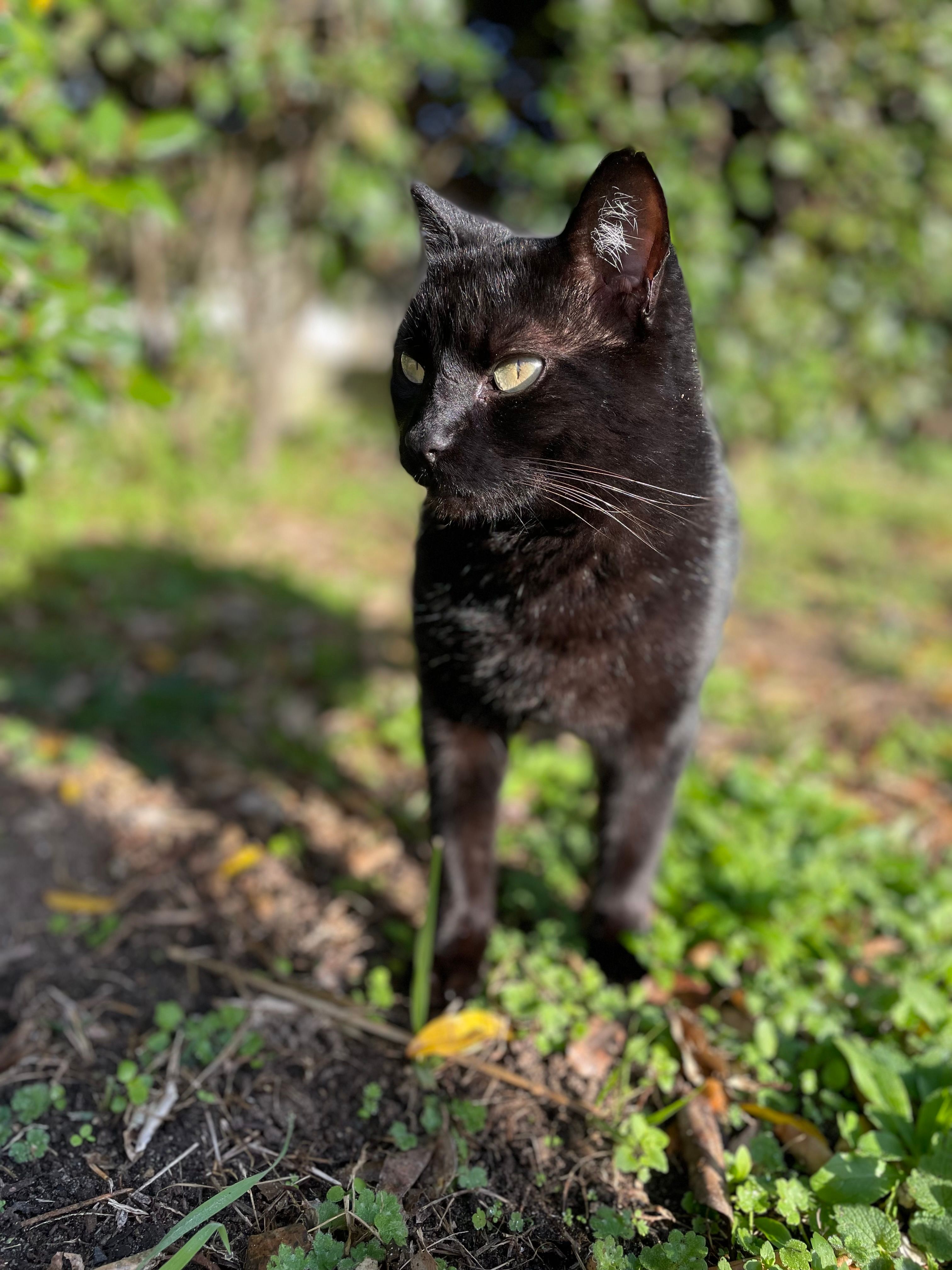 Banzai - Rue Des Chevreuils, Capbreton