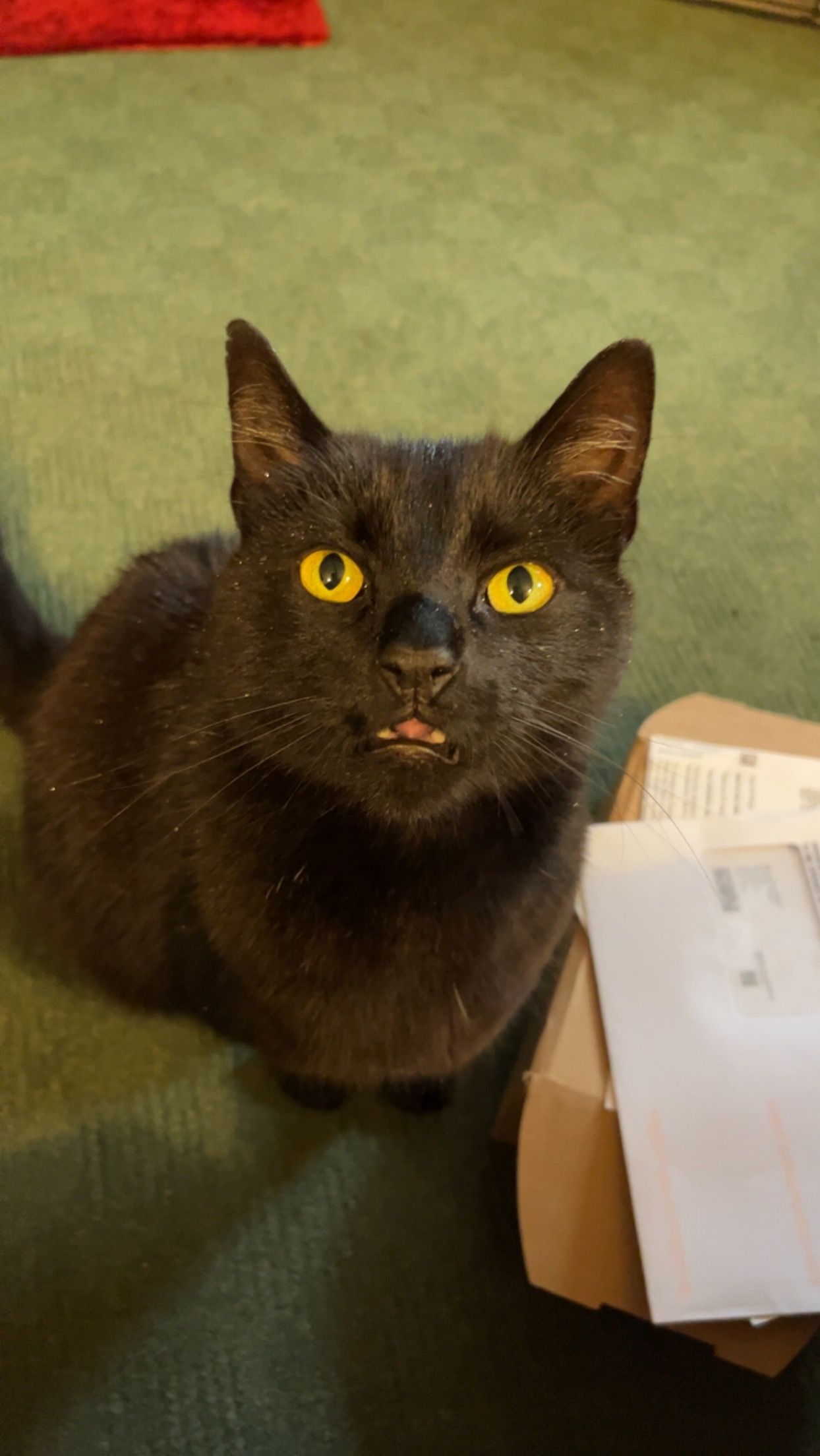 Sheldon - NR21 8JD, Fakenham