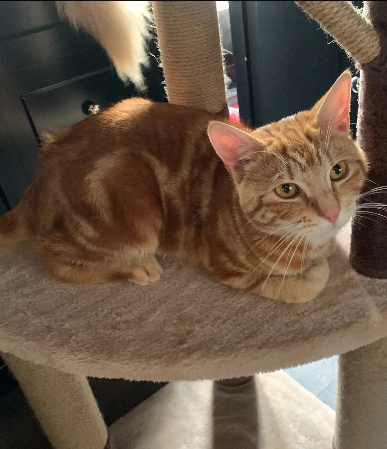 Billy - A4067, Swansea