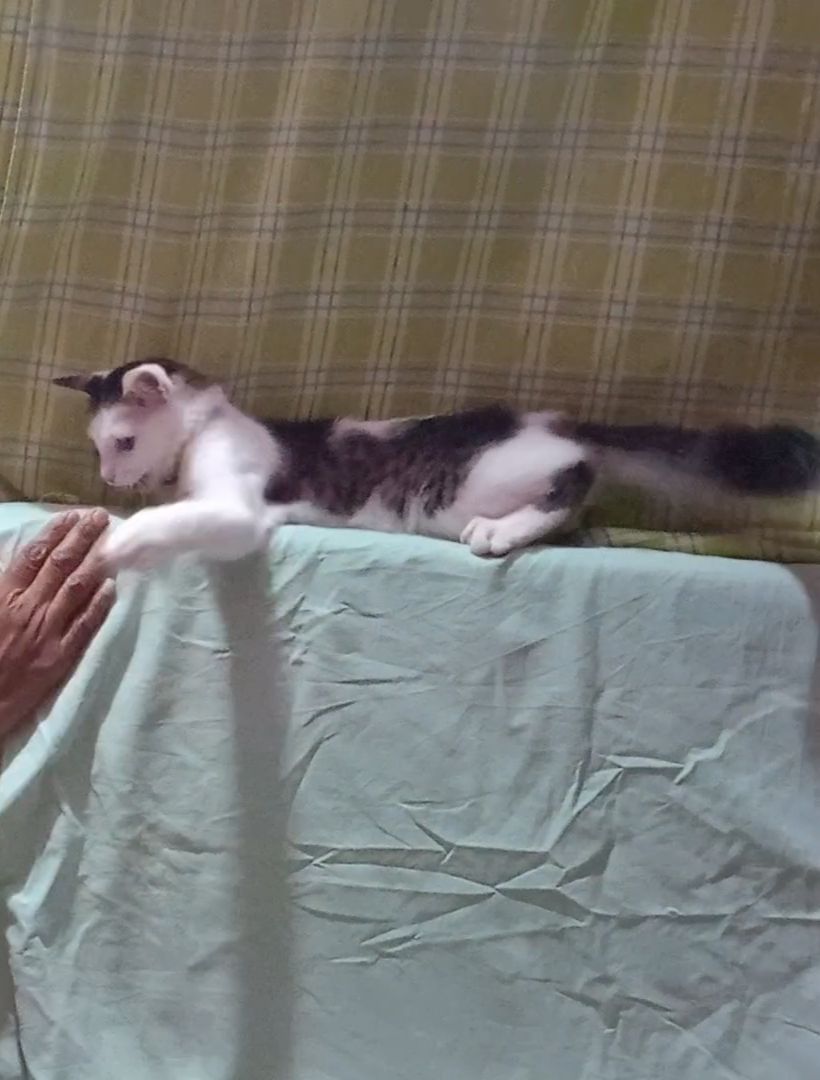 Chinni - Magadi Road, Bengaluru