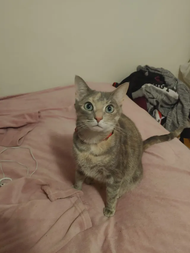 Tabby - Chester Place, New Rochelle