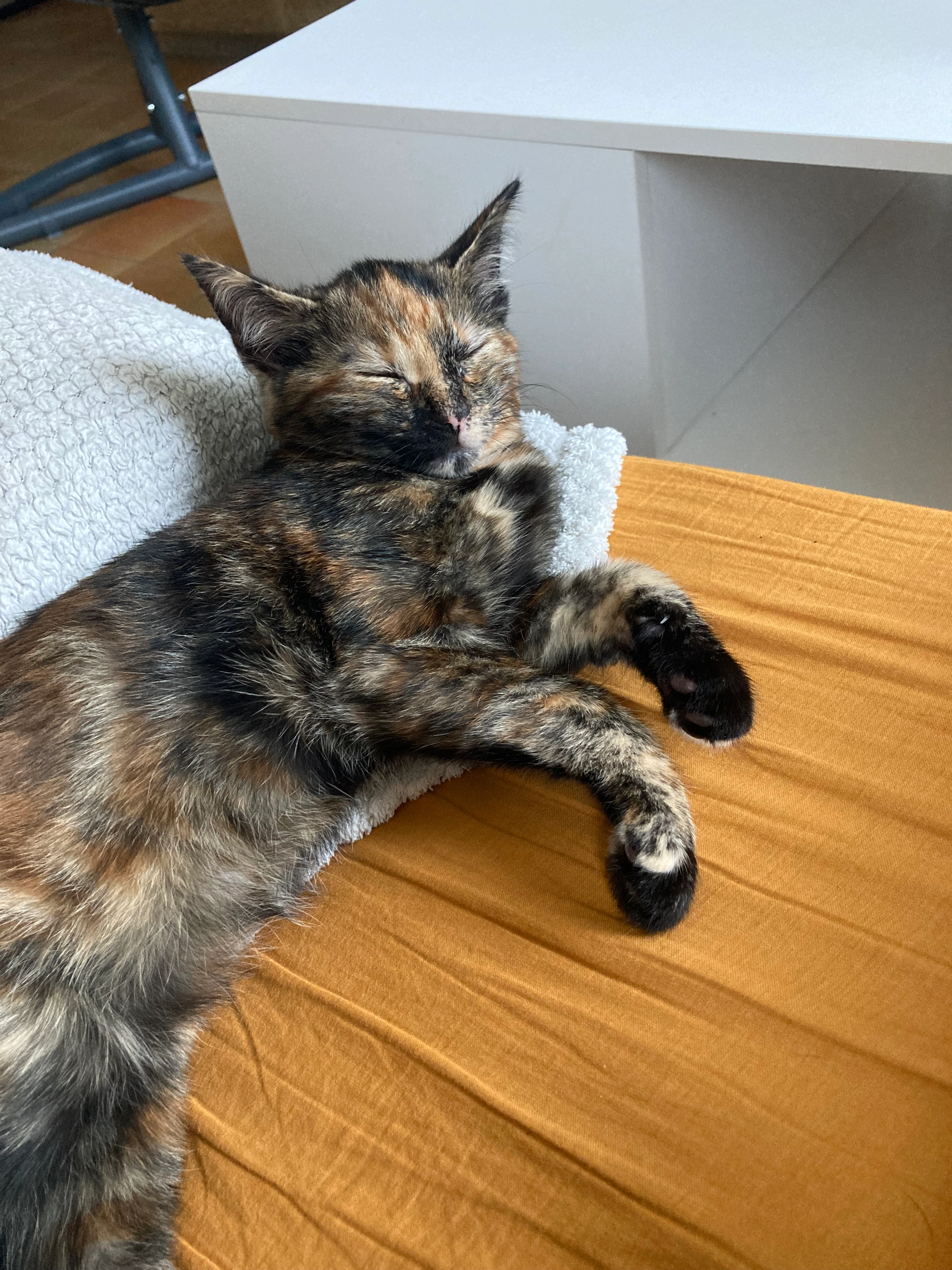 Tara - 2 Rue des Camélias, Trémentines