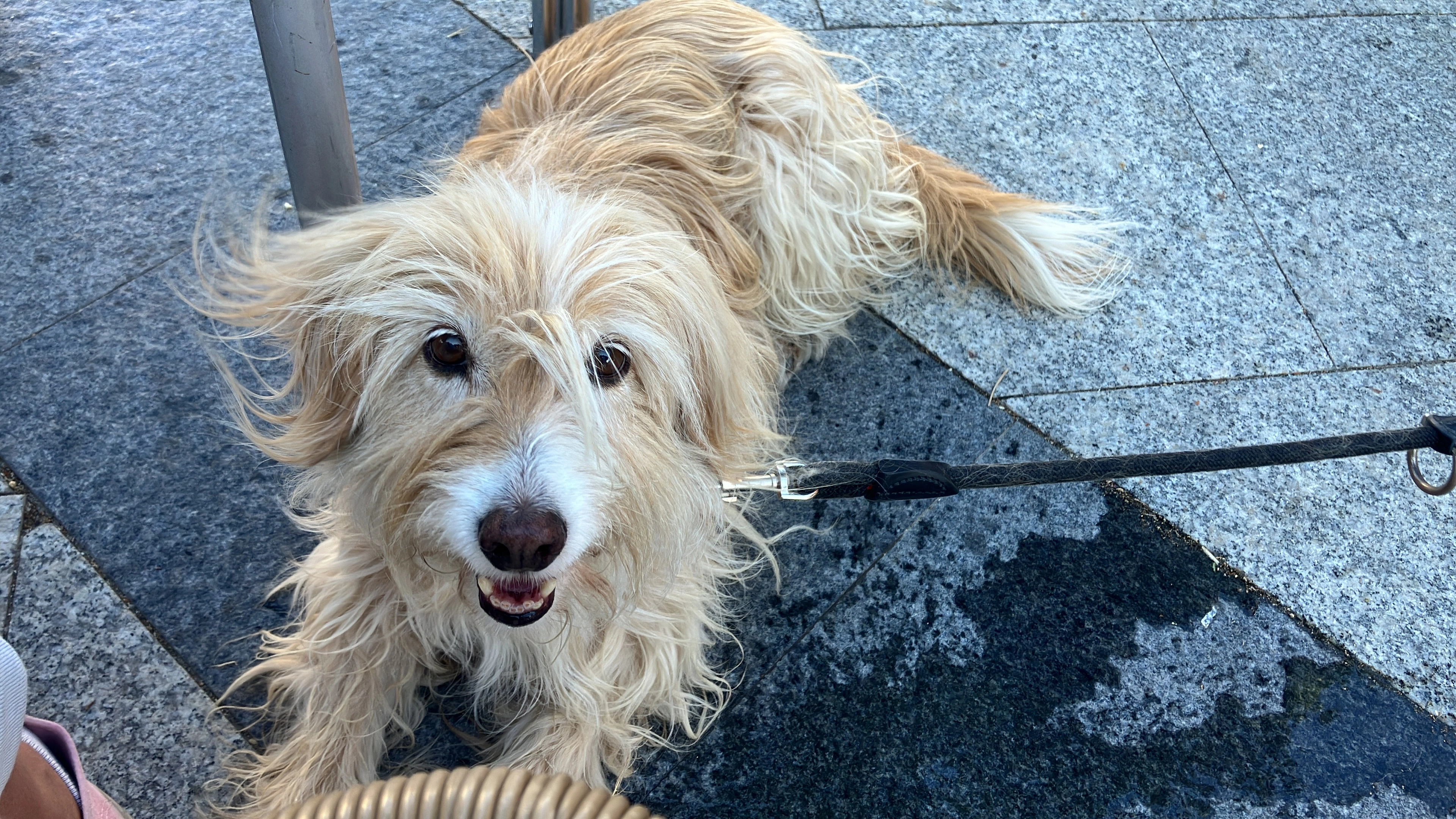 Menta - Carretera Celoriu-Barru, Celoriu