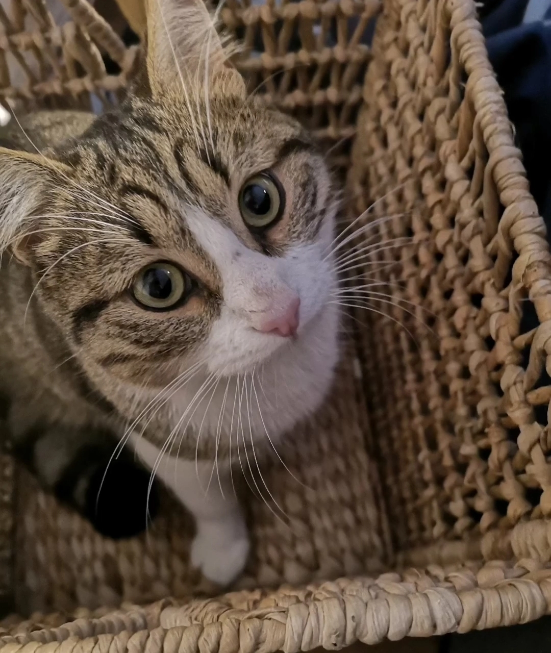 Ocelot - Rue de la Bletterie, Rennes