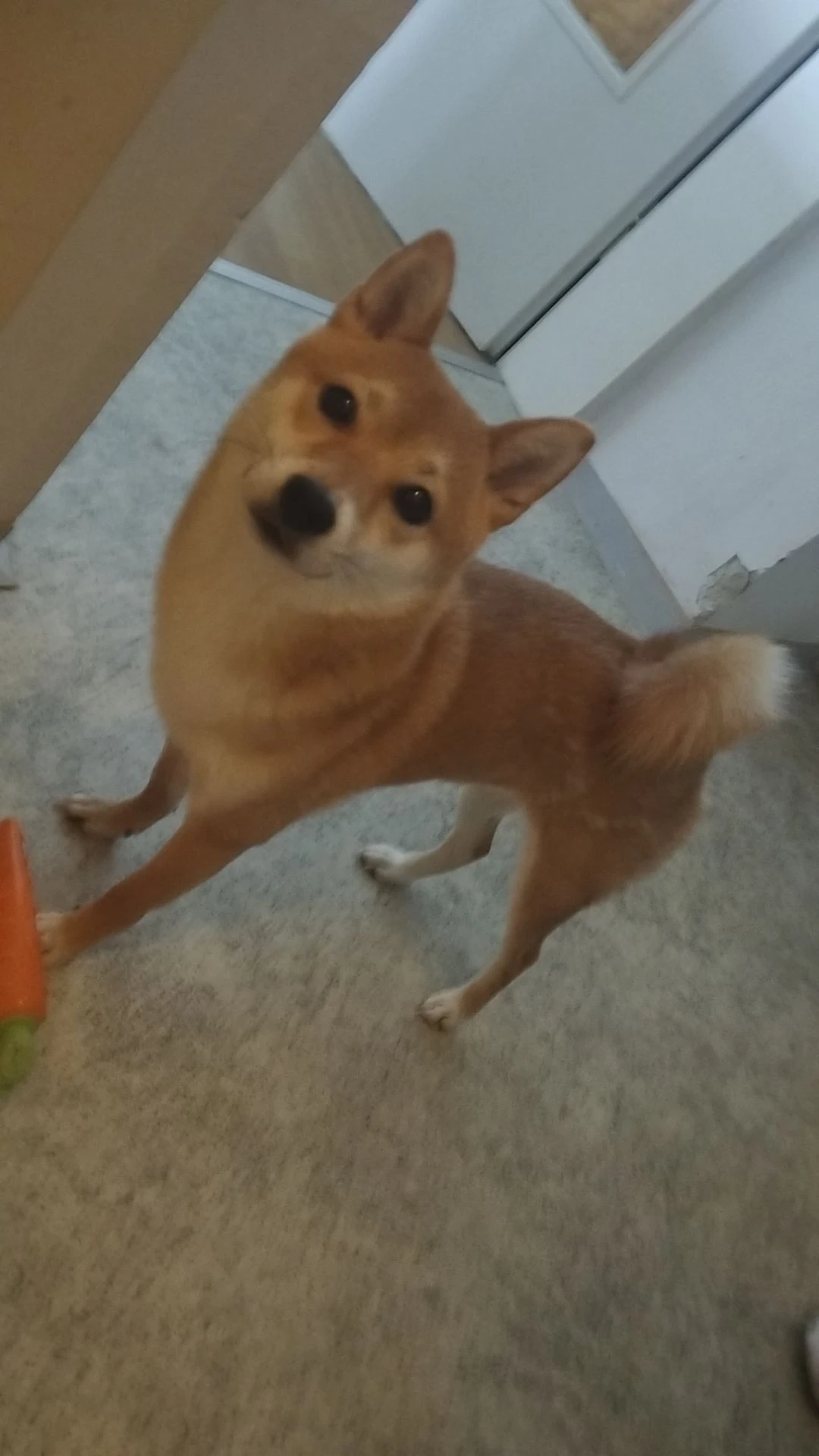 Luna - Ziegeleistraße 81, Linz