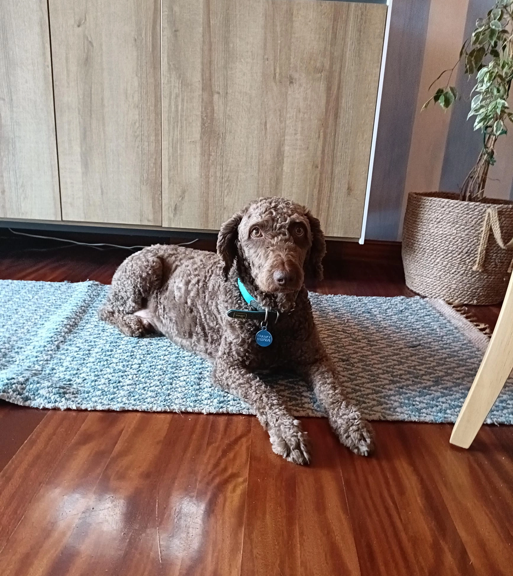 Franky - Barrio El Monte, Piélagos