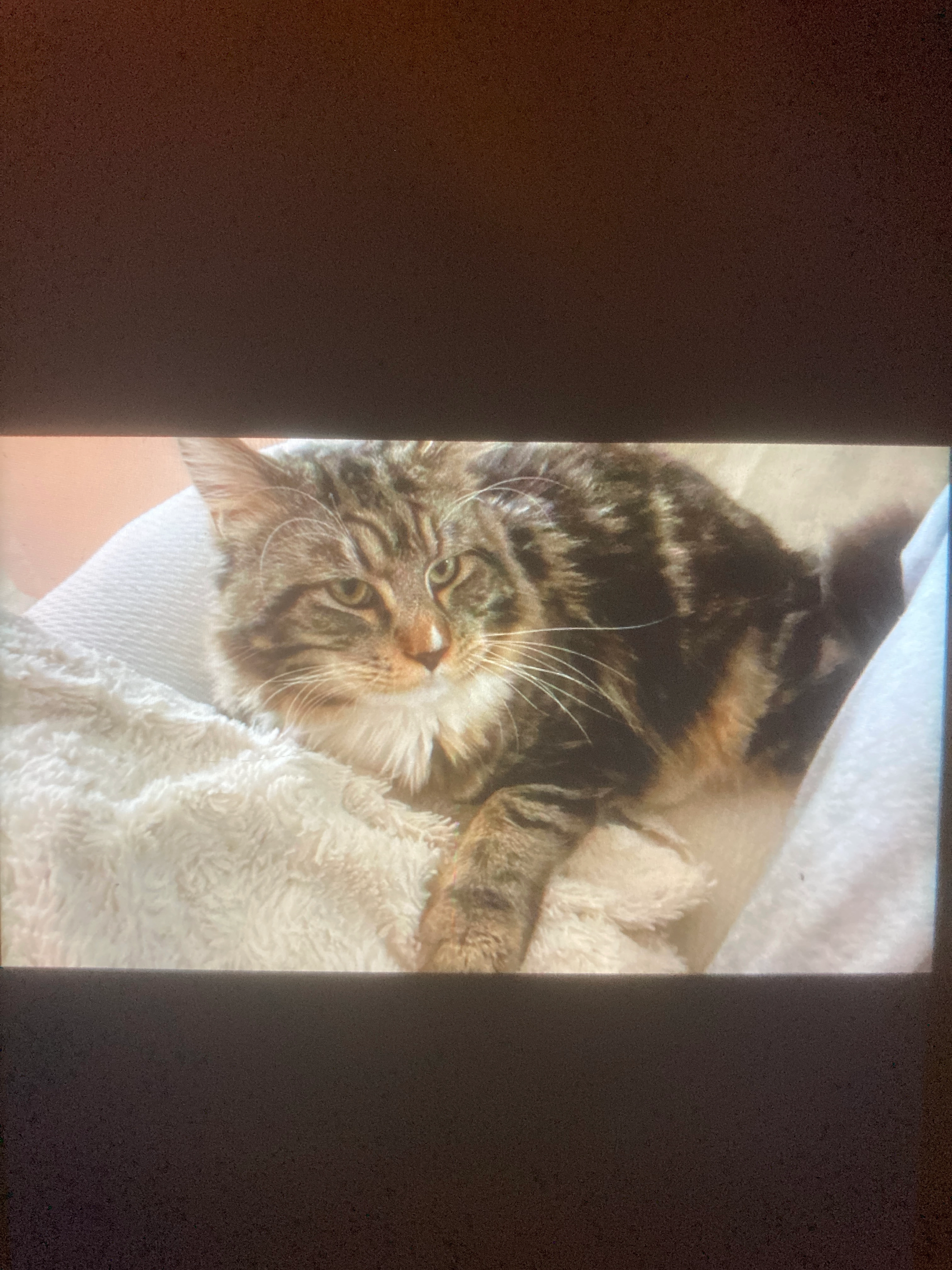 Ronaldo - Carrer De La Teuleria, Campdevànol