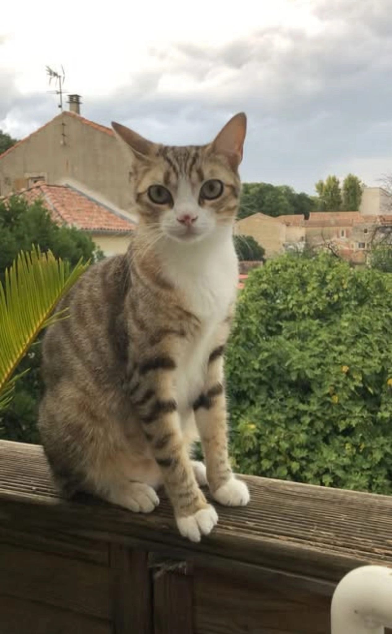 Mya - Rue Frédéric Chevillon, Arles