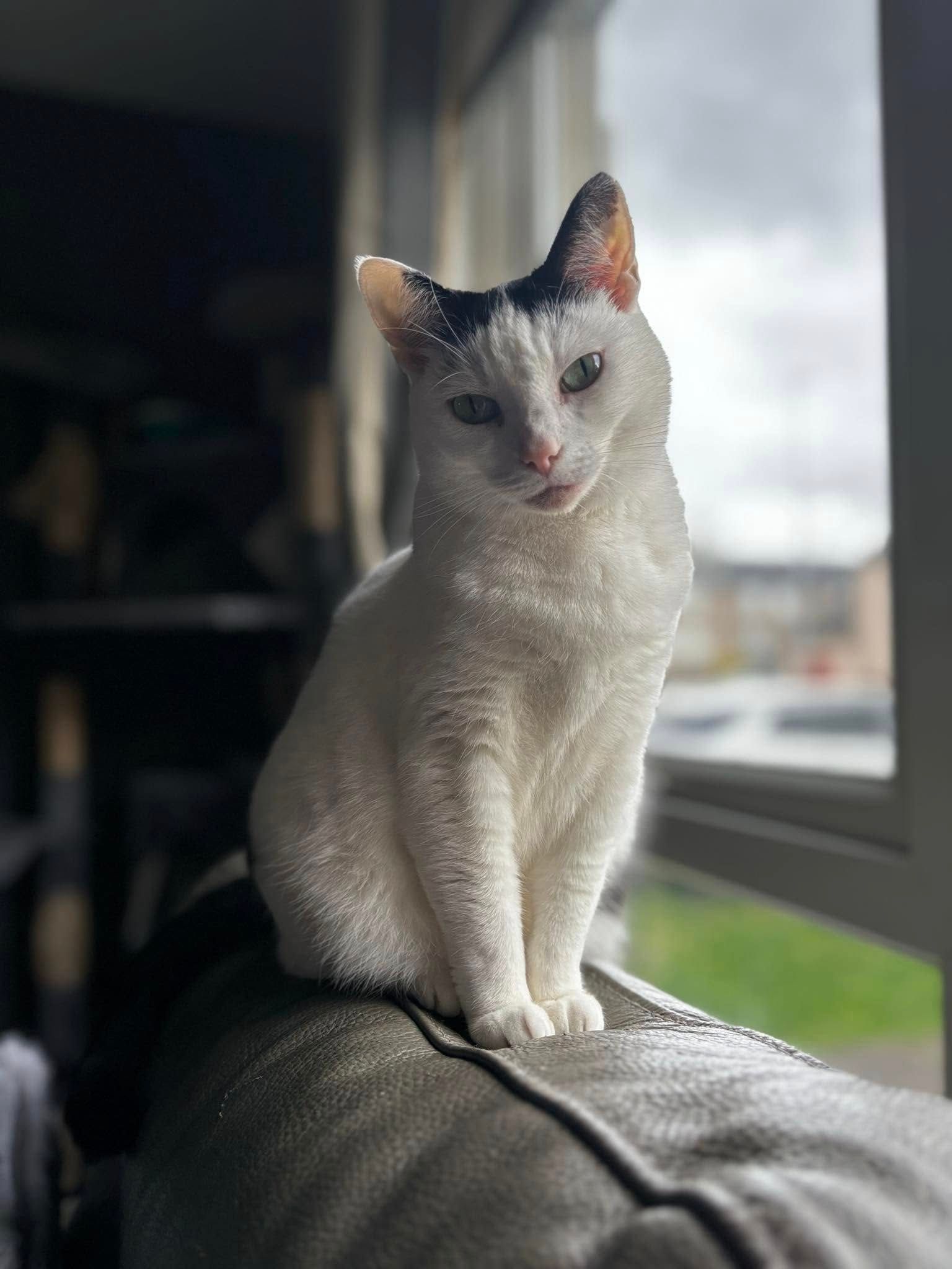 maya - Curling Pond Lane, Bathgate