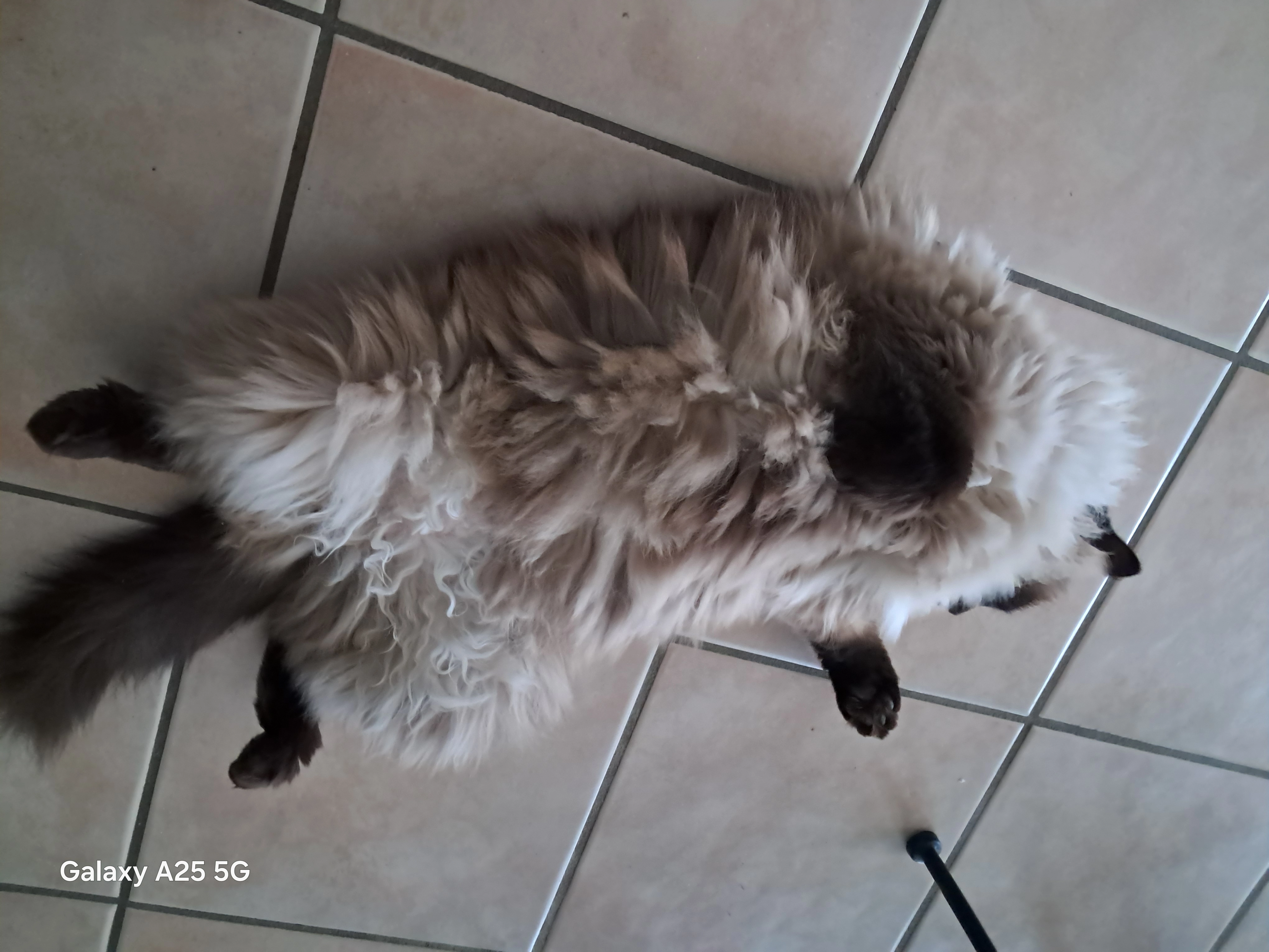 Prince - 11 Rue de Pierre Mendès France, Panazol