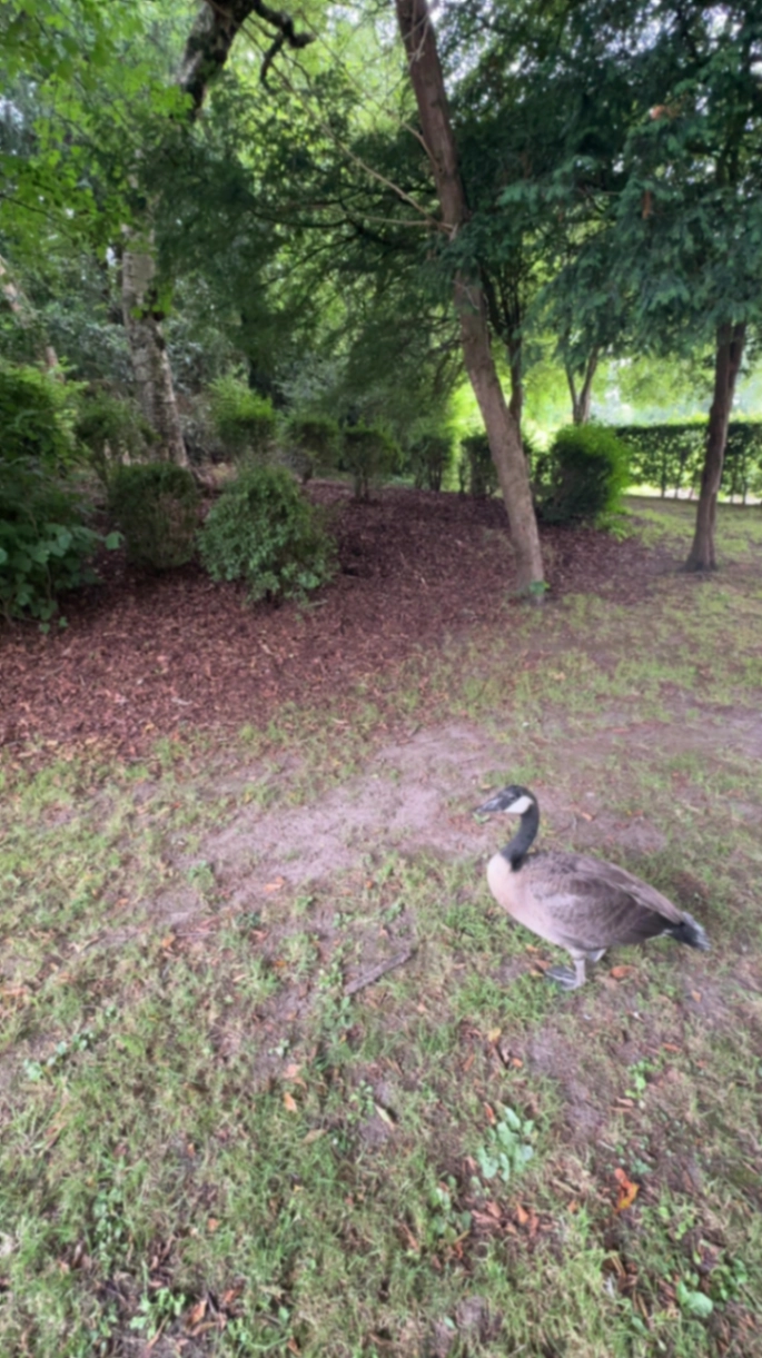 Skittles - Little Knowl Hill, Thatcham