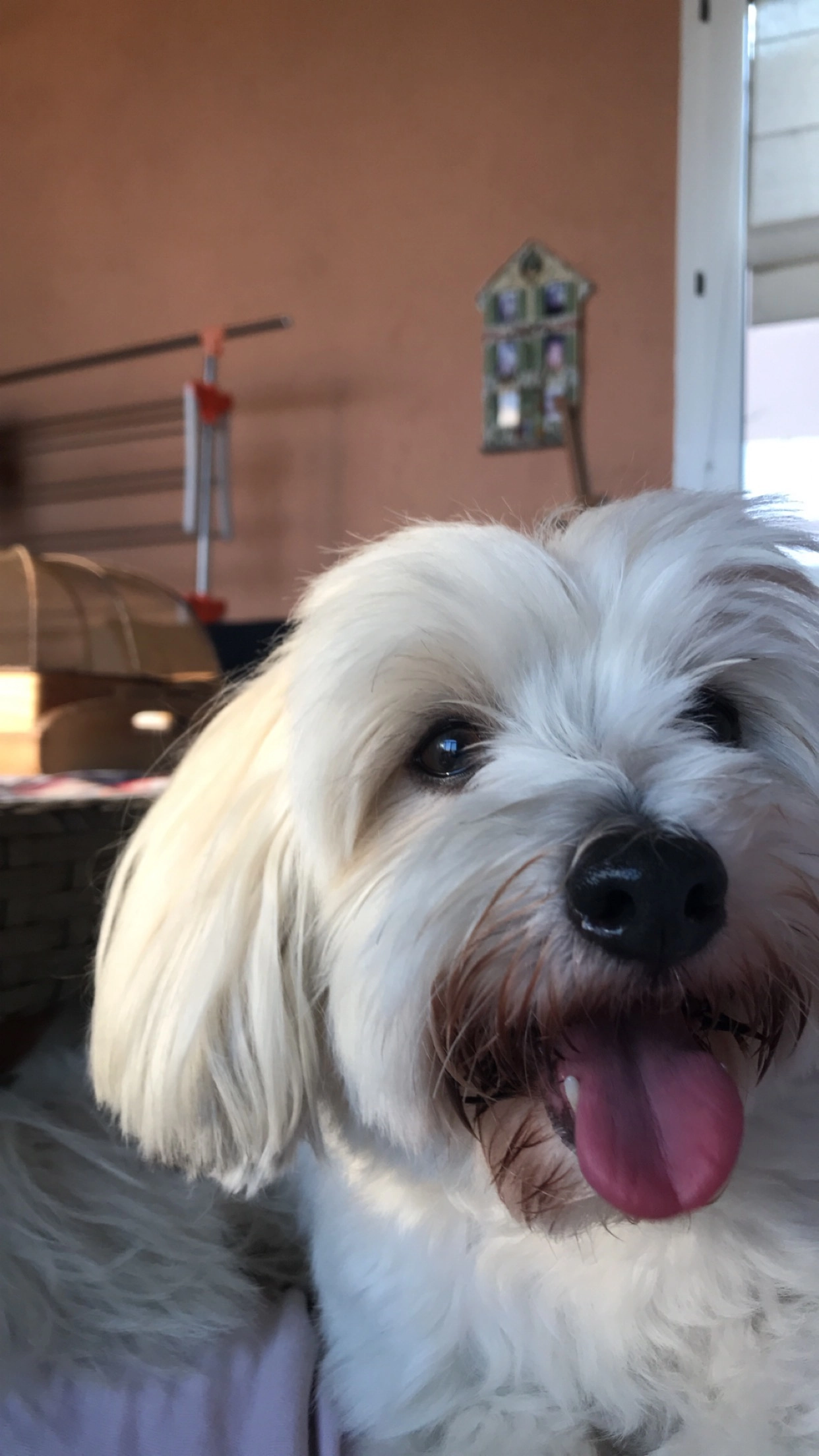 Ghardyane - Avenue Des Tuilières, Cagnes-sur-Mer