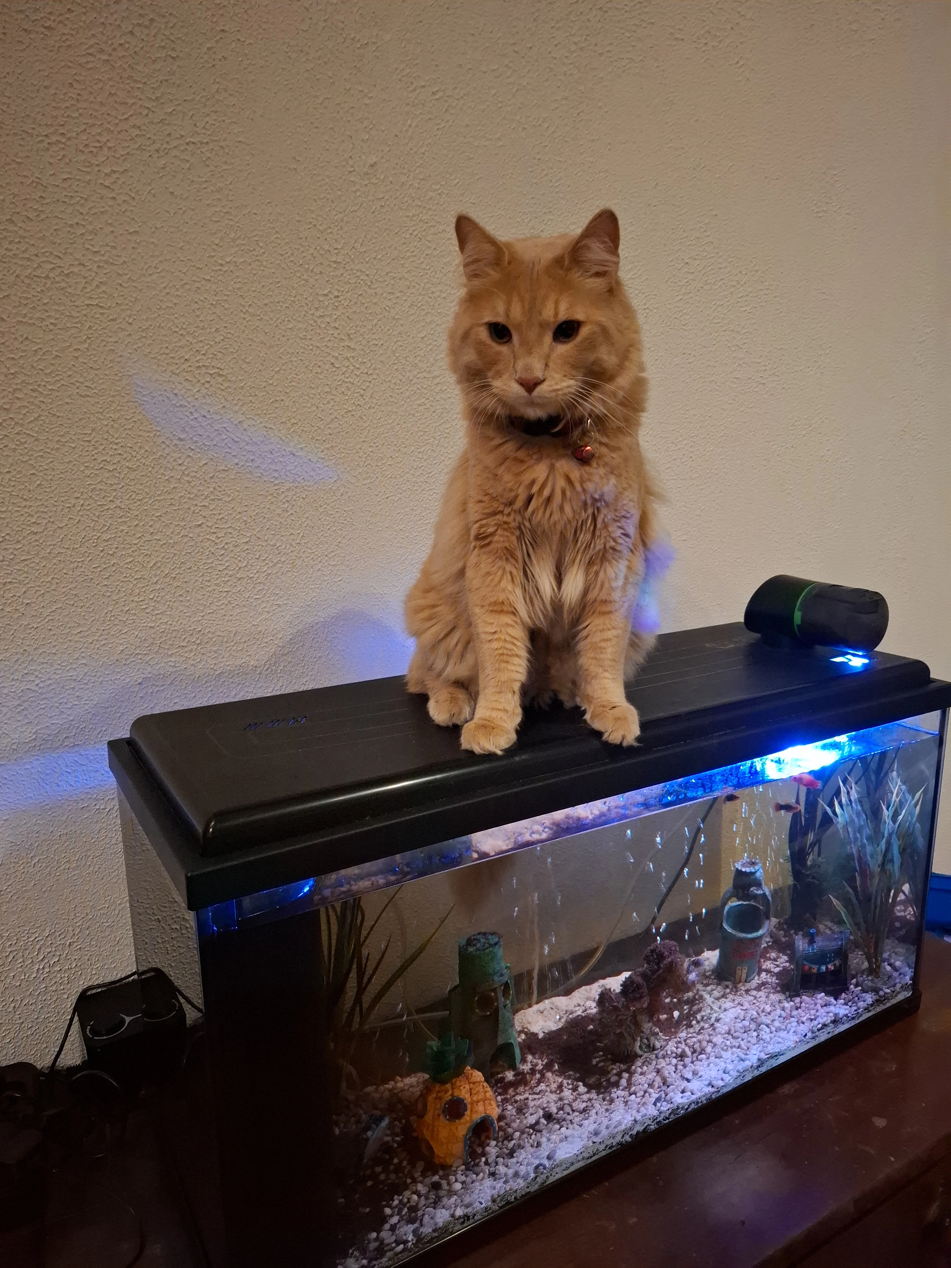 Simba - 3 Rue de la Sardane, Toulouges