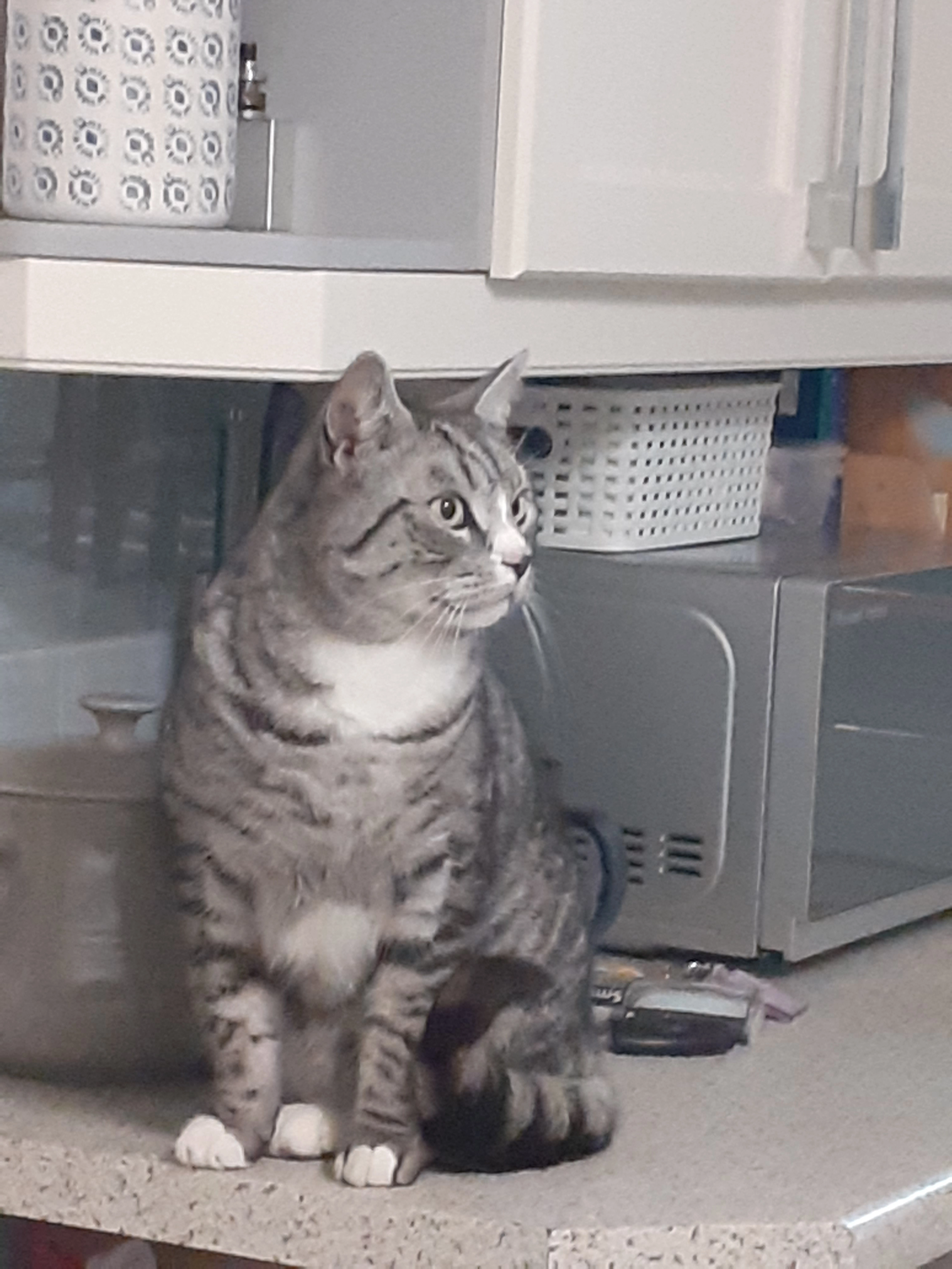 George - Greatfield Gardens, Ossett