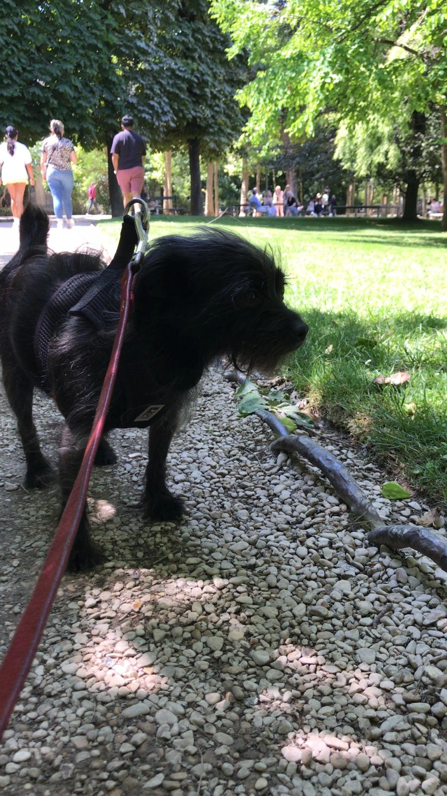 Pickles - Jardin du Luxembourg, Paris