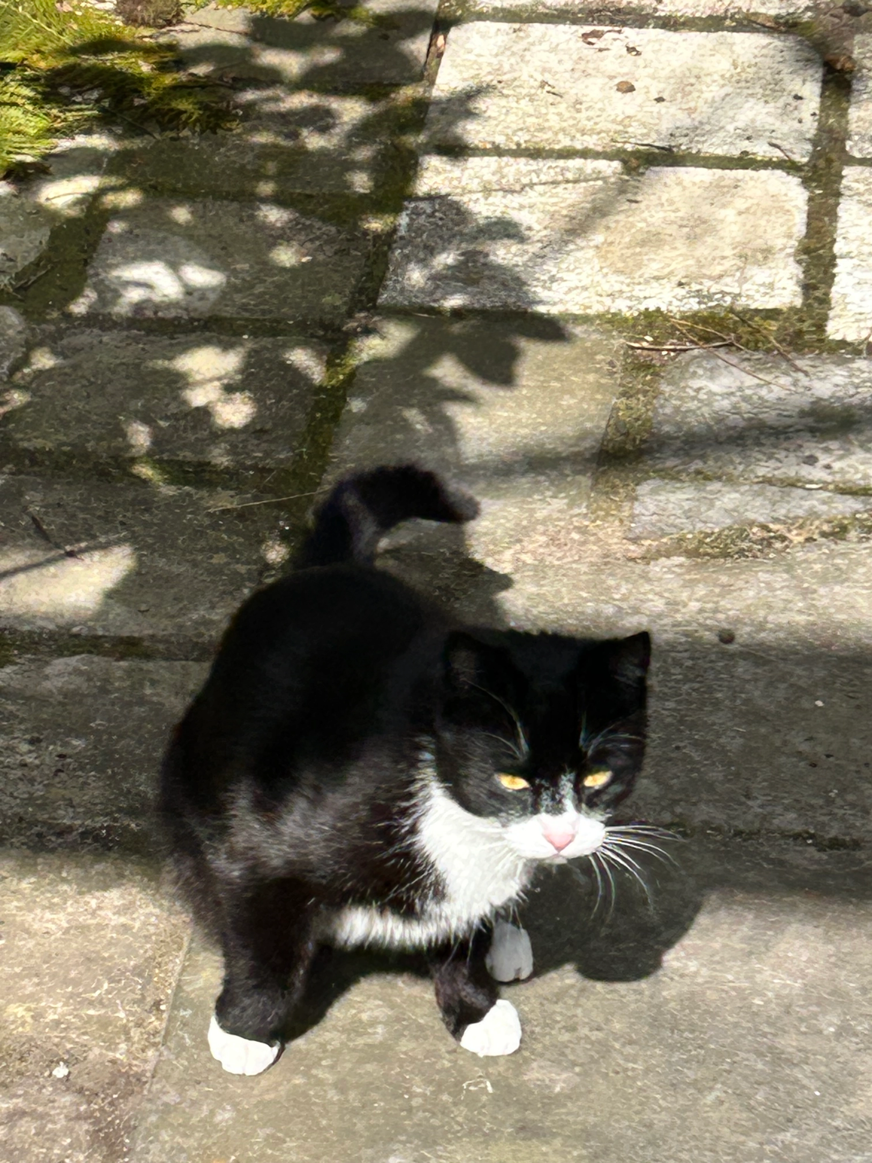 Vita - Beggaardenstraat, Tienen