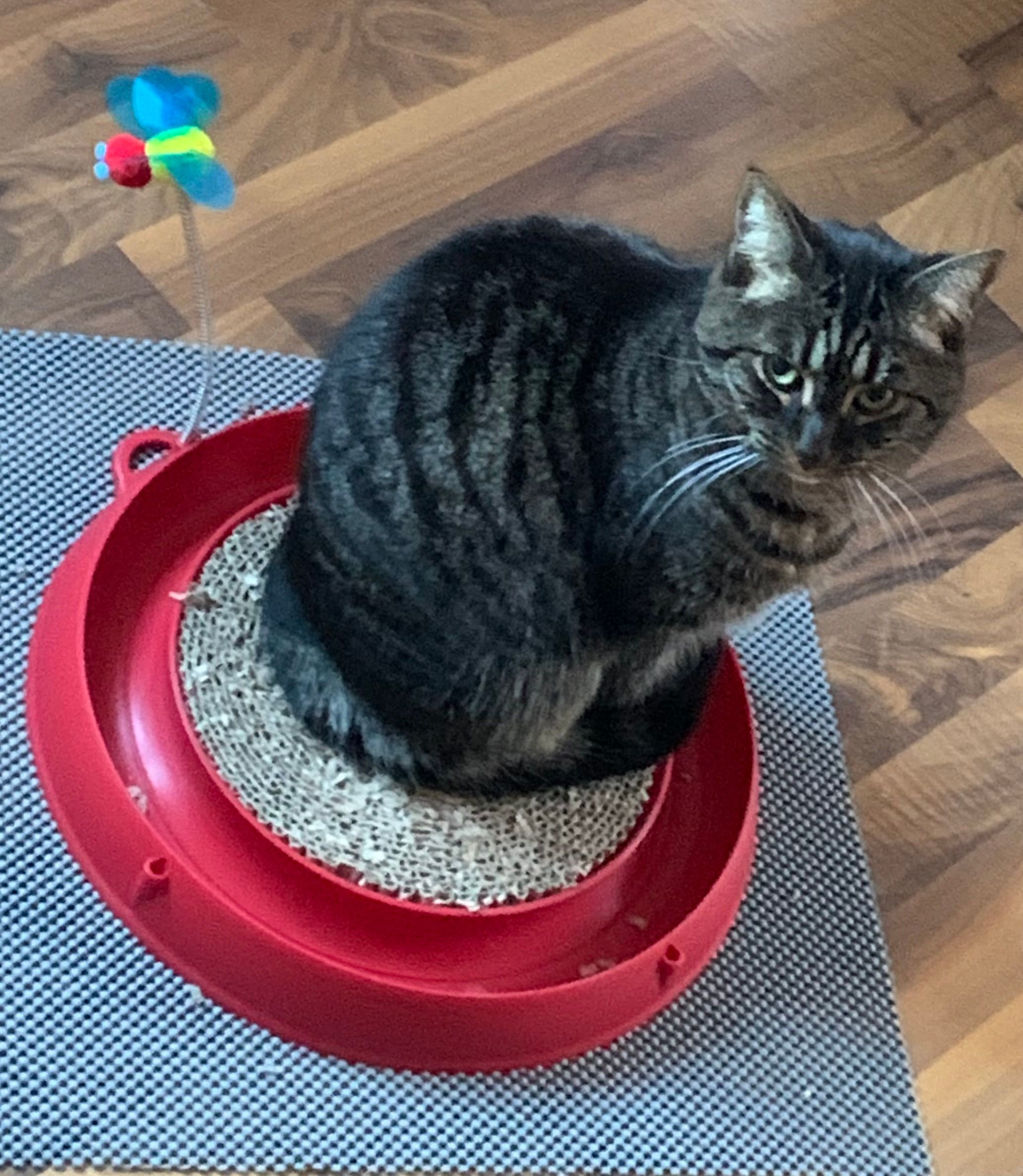 Mimi  - Rue de l'Avenir 13, Le Locle