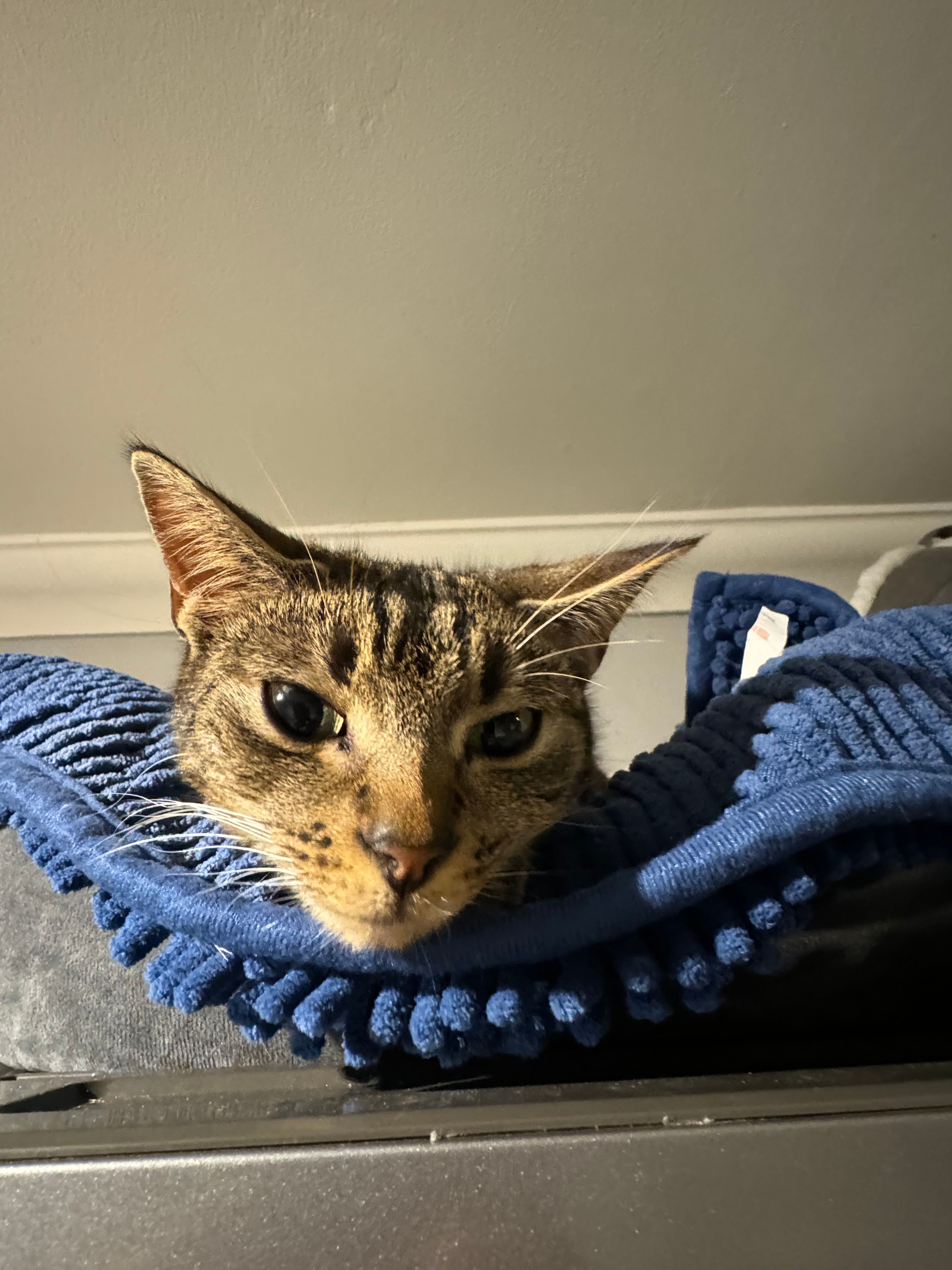 arura  - Sundorne Avenue, Shrewsbury