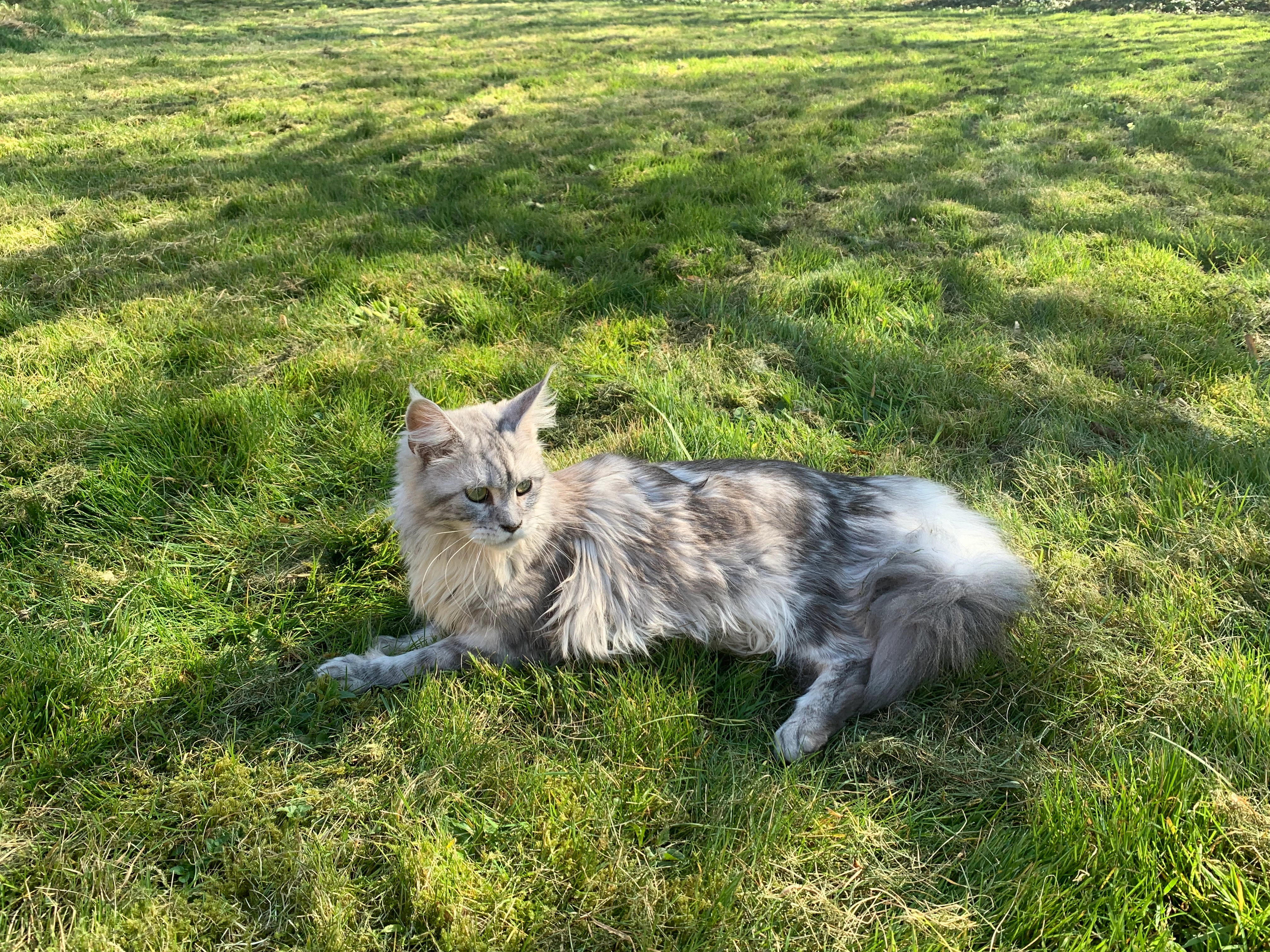 Ysaya - 4 Rue du Stade, Saint-Domineuc