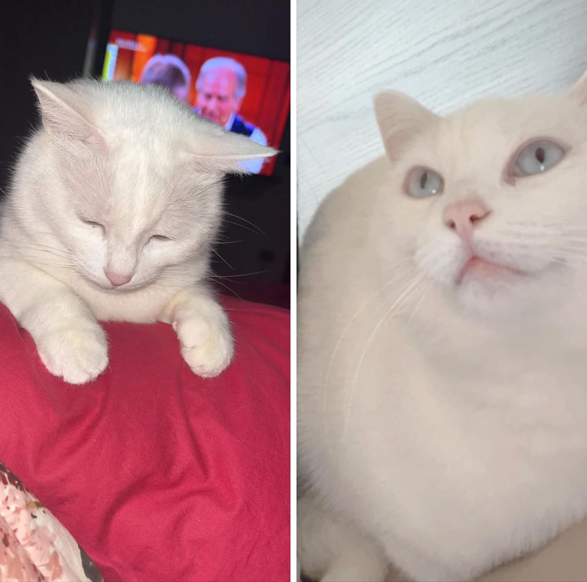 Chicca - Via del Pino, Livorno