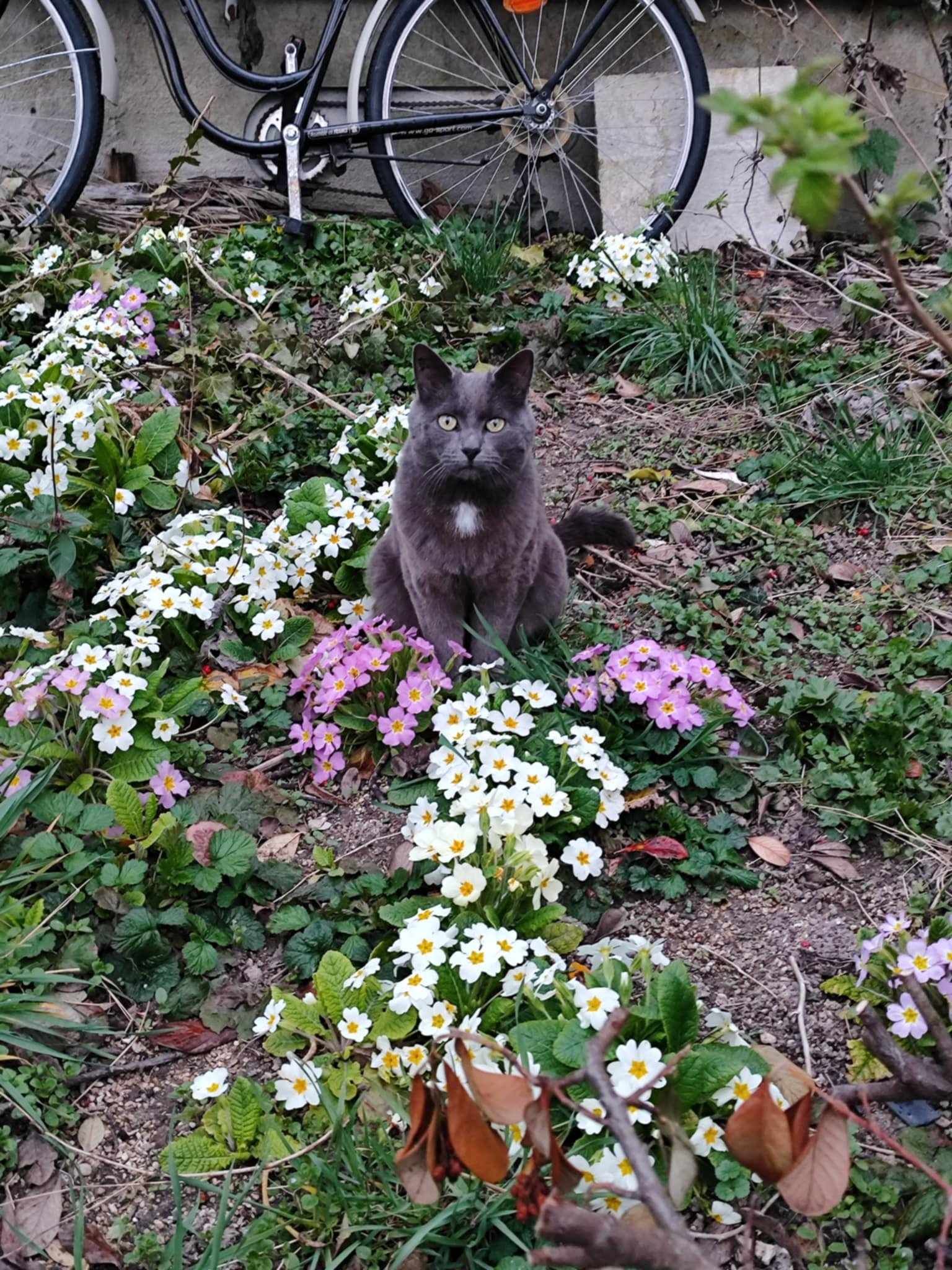 Chastèque - Rue De La Becquerie, Troyes