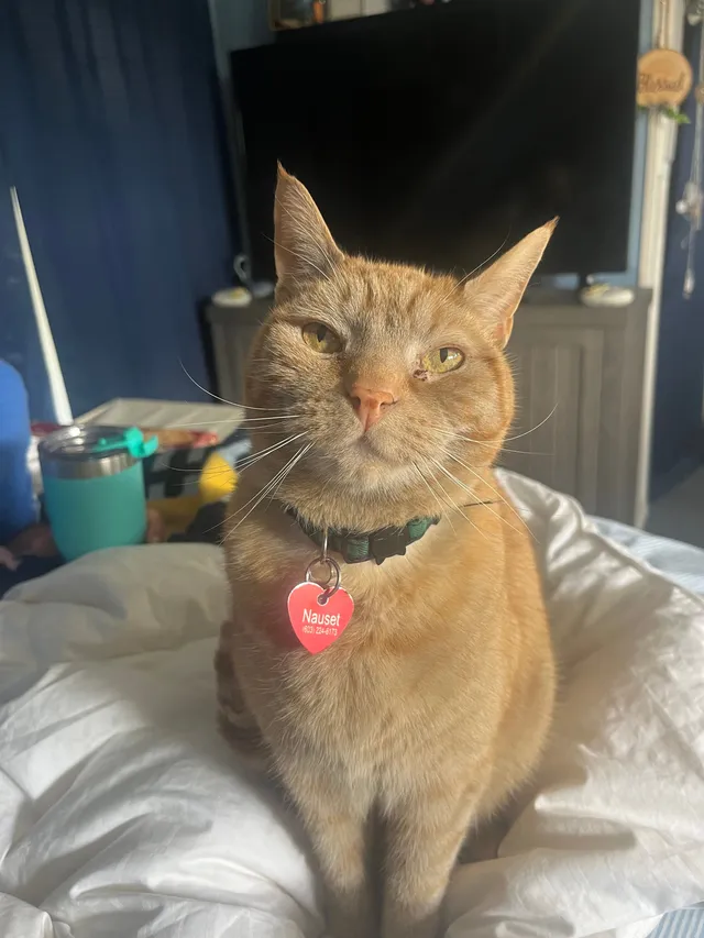 Nauset - Avon Street, Concord