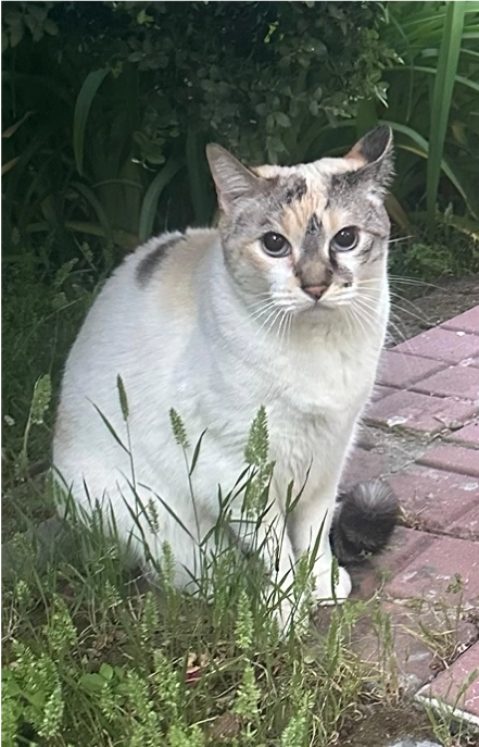 Mancha - Avenida de Aster, Madrid