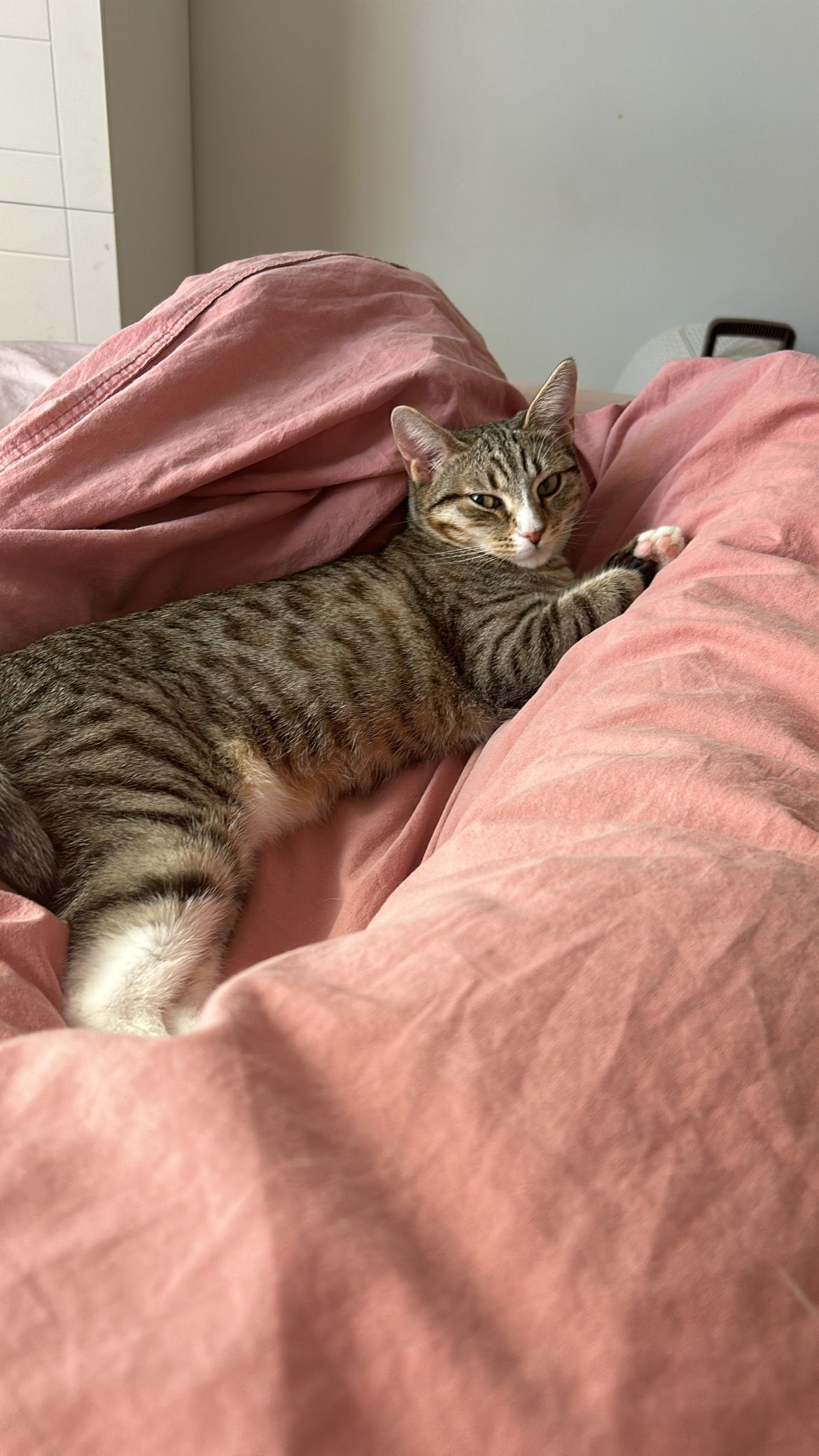 Agora - Toom-Kuninga, Tallinn